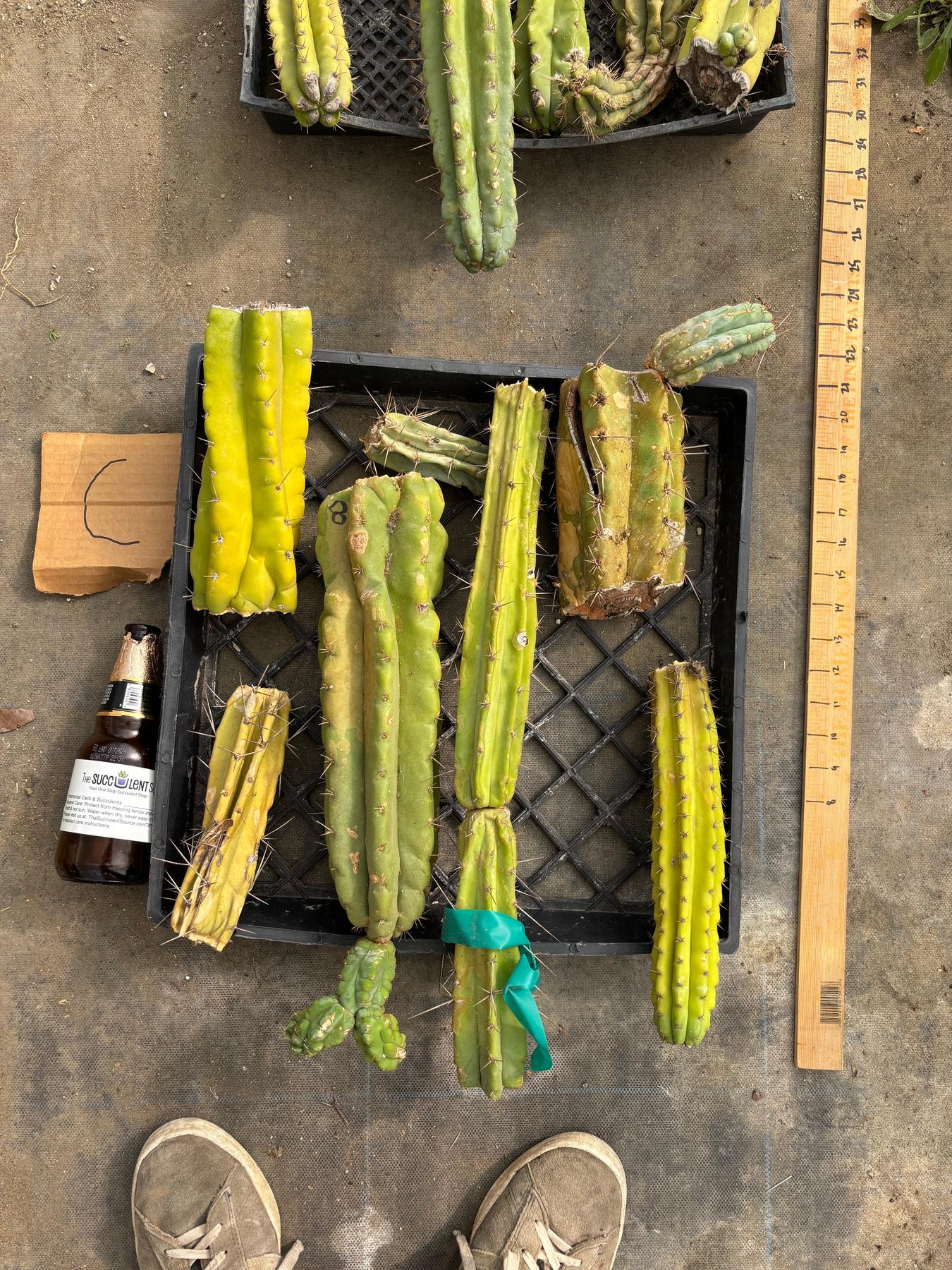 #EC188 EXACT Trichocereus TLC Bargain MIXED Cactus Cutting Lot-Cactus - Large - Exact-The Succulent Source