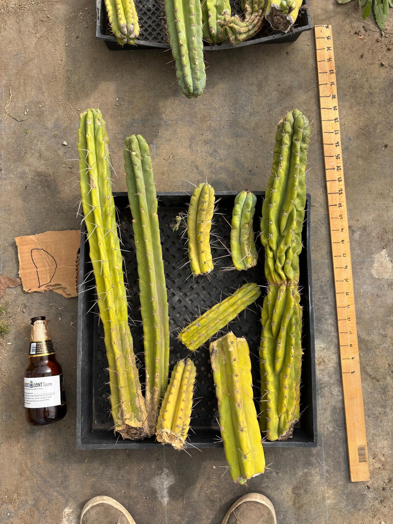 #EC188 EXACT Trichocereus TLC Bargain MIXED Cactus Cutting Lot-Cactus - Large - Exact-The Succulent Source