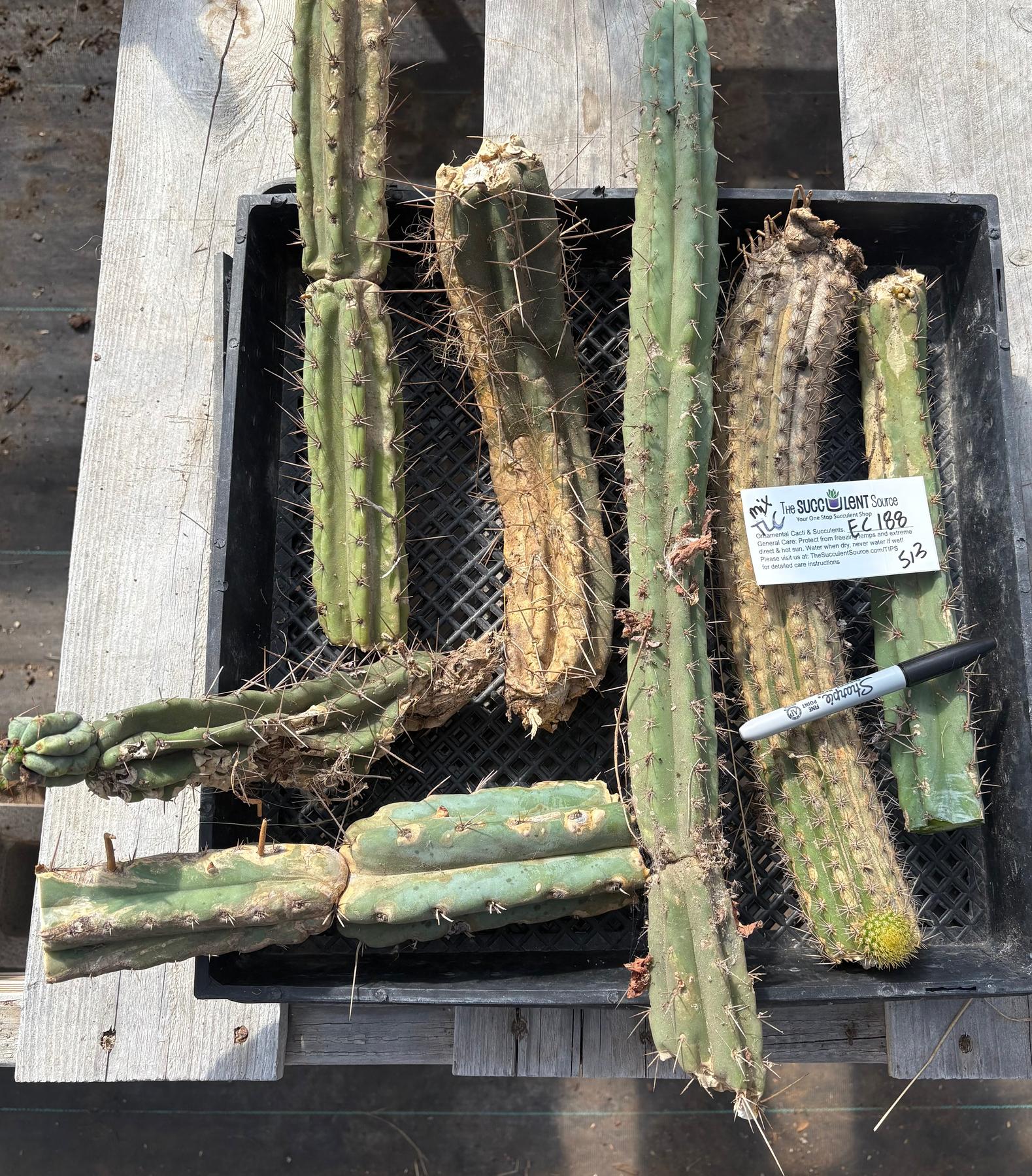 #EC188 EXACT Trichocereus TLC Bargain MIXED Cactus Cutting Lot-Cactus - Large - Exact-The Succulent Source