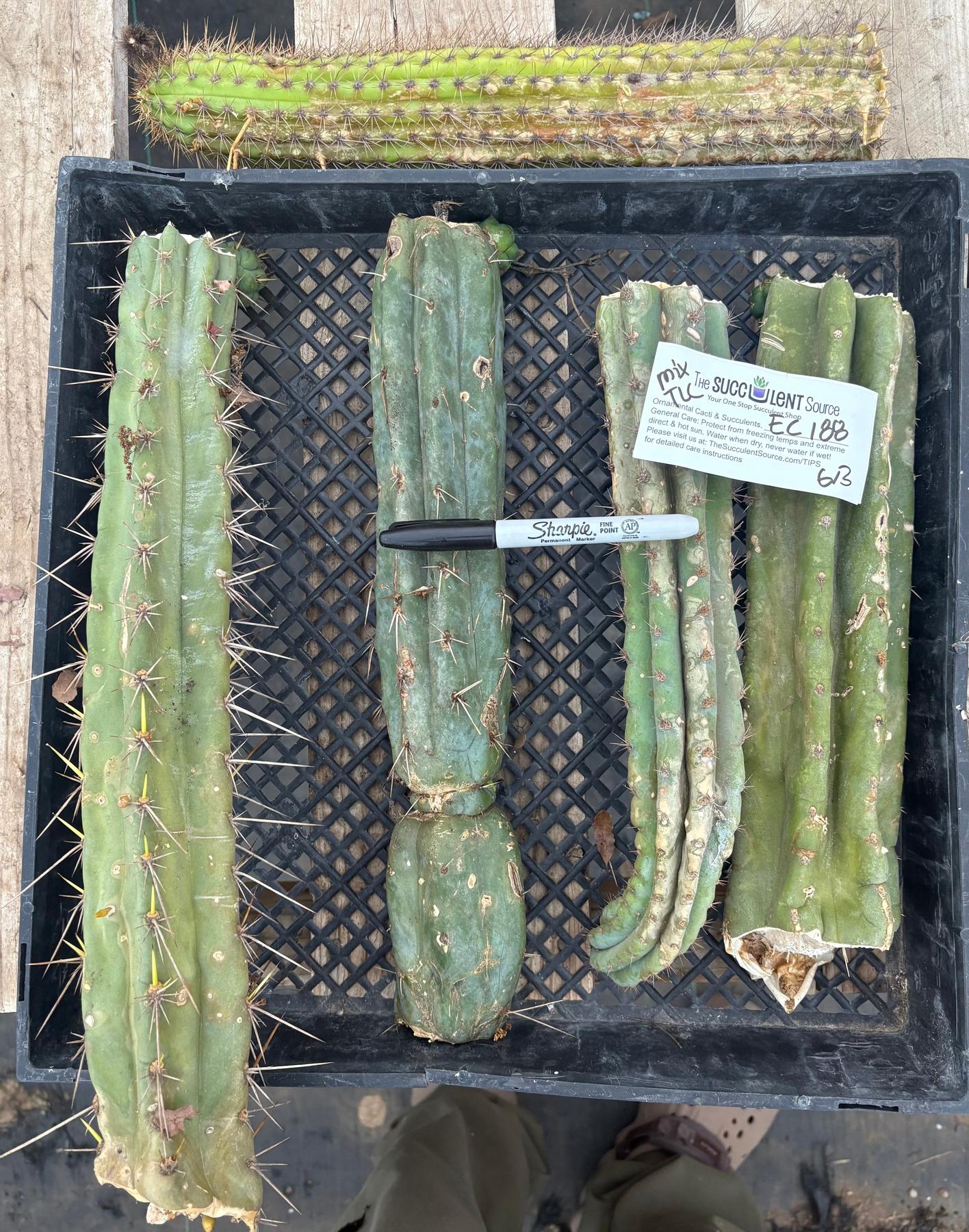 #EC188 EXACT Trichocereus TLC Bargain MIXED Cactus Cutting Lot-Cactus - Large - Exact-The Succulent Source