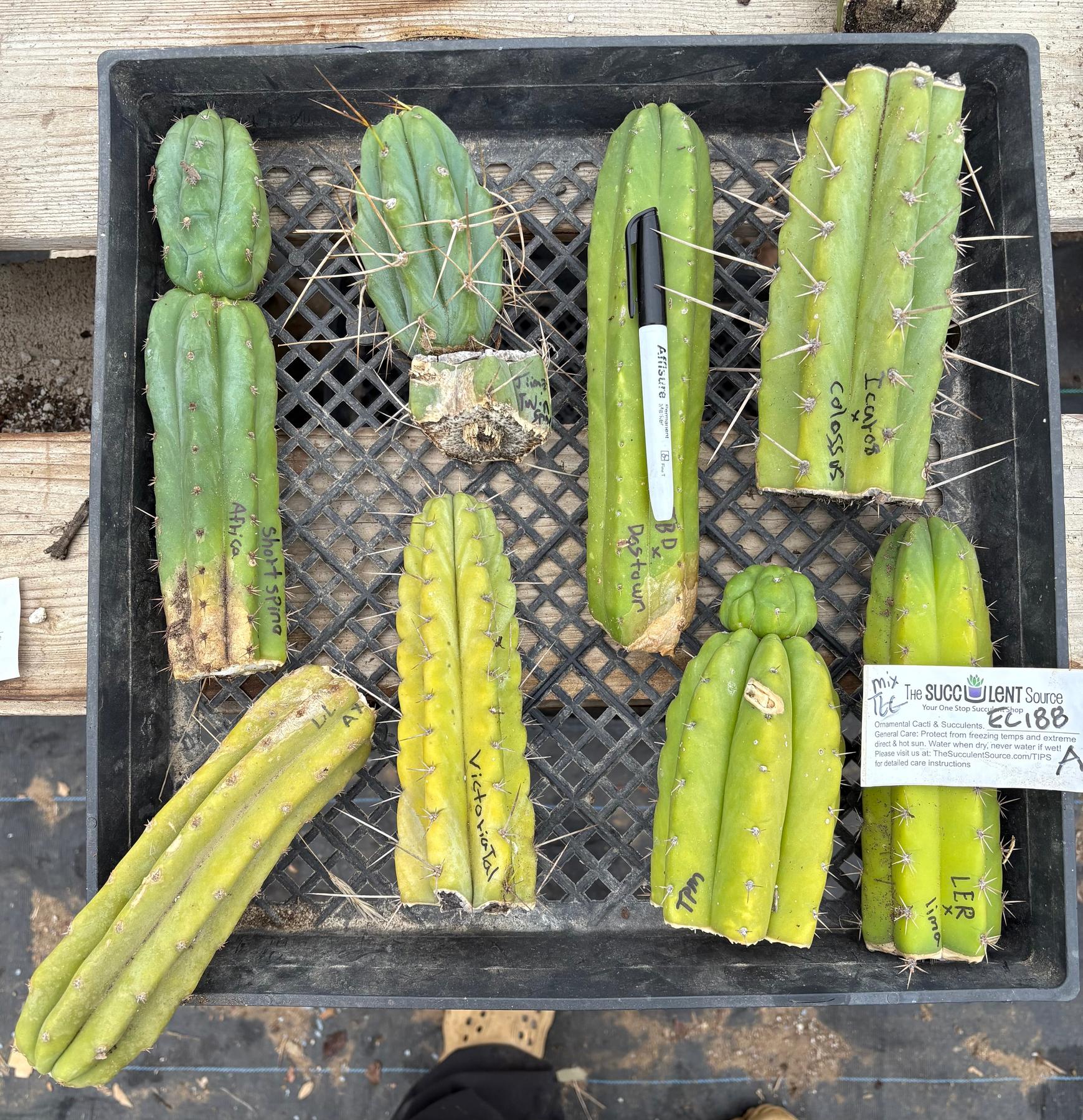 #EC188 EXACT Trichocereus TLC Bargain MIXED Cactus Cutting Lot-Cactus - Large - Exact-The Succulent Source