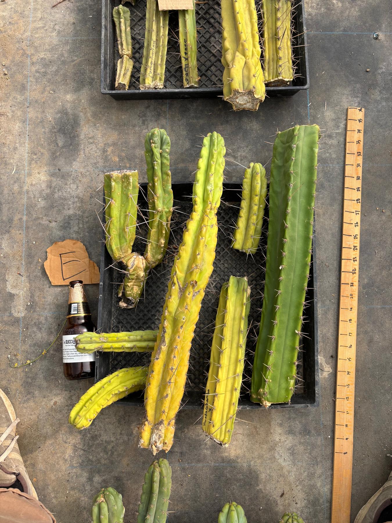 #EC188 EXACT Trichocereus TLC Bargain MIXED Cactus Cutting Lot-Cactus - Large - Exact-The Succulent Source