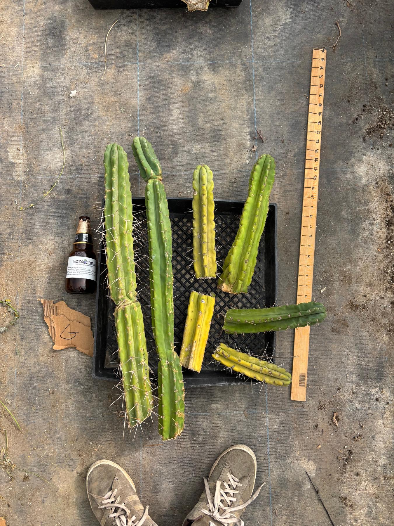 #EC188 EXACT Trichocereus TLC Bargain MIXED Cactus Cutting Lot-Cactus - Large - Exact-The Succulent Source