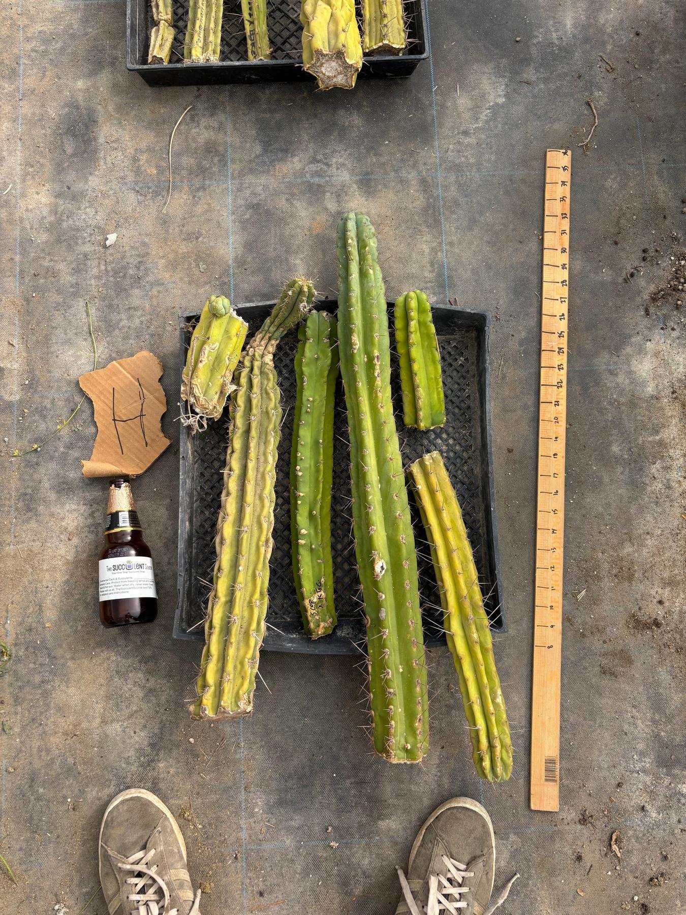 #EC188 EXACT Trichocereus TLC Bargain MIXED Cactus Cutting Lot-Cactus - Large - Exact-The Succulent Source