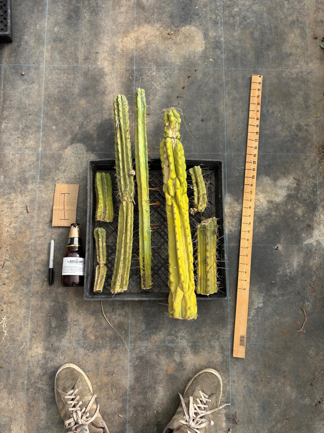 #EC188 EXACT Trichocereus TLC Bargain MIXED Cactus Cutting Lot-Cactus - Large - Exact-The Succulent Source