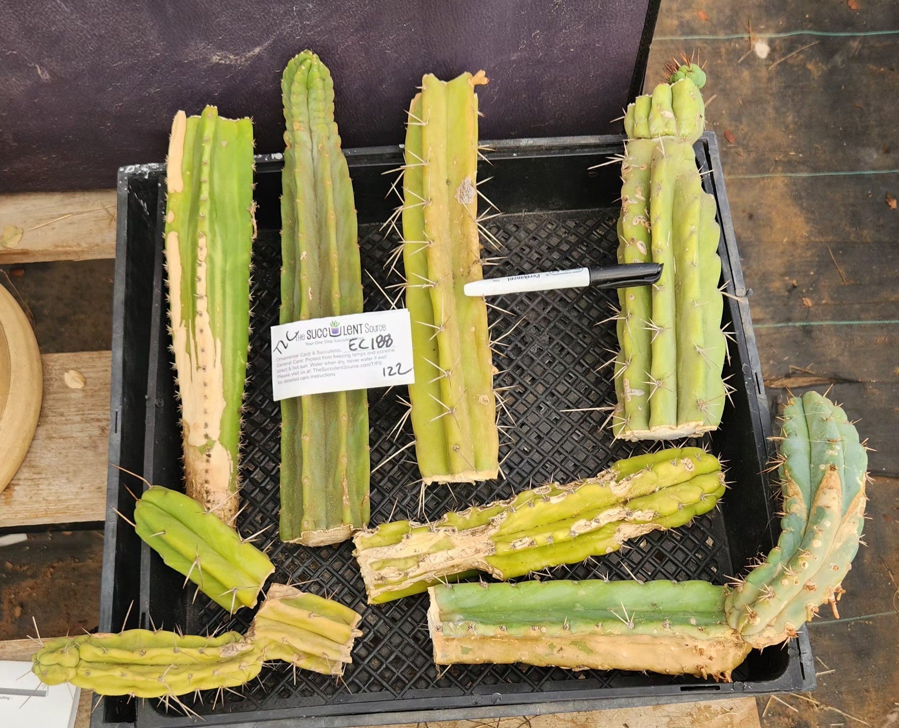 #EC188 EXACT Trichocereus TLC Bargain MIXED Cactus Cutting Lot-Cactus - Large - Exact-The Succulent Source