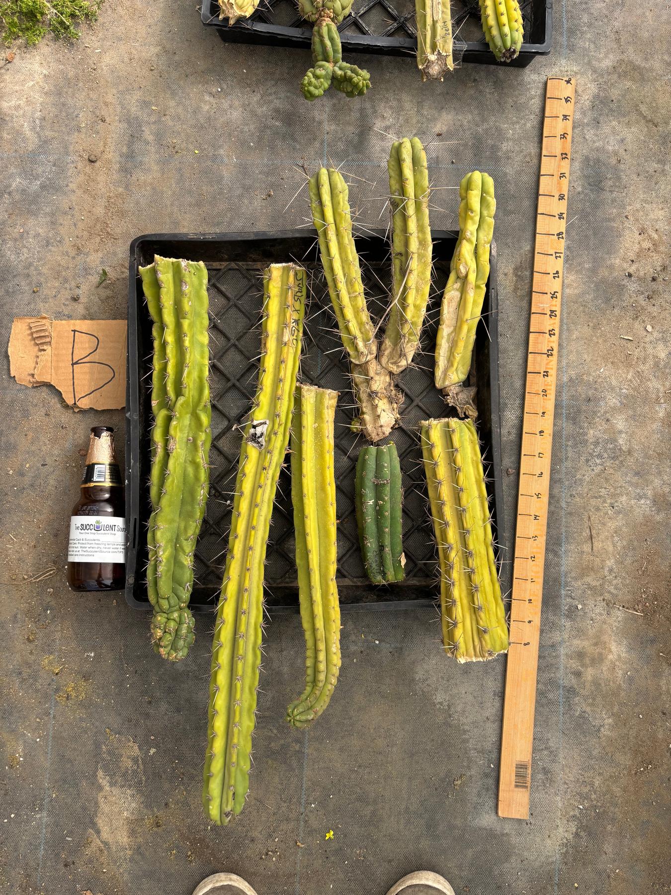 #EC188 EXACT Trichocereus TLC Bargain MIXED Cactus Cutting Lot-Cactus - Large - Exact-The Succulent Source
