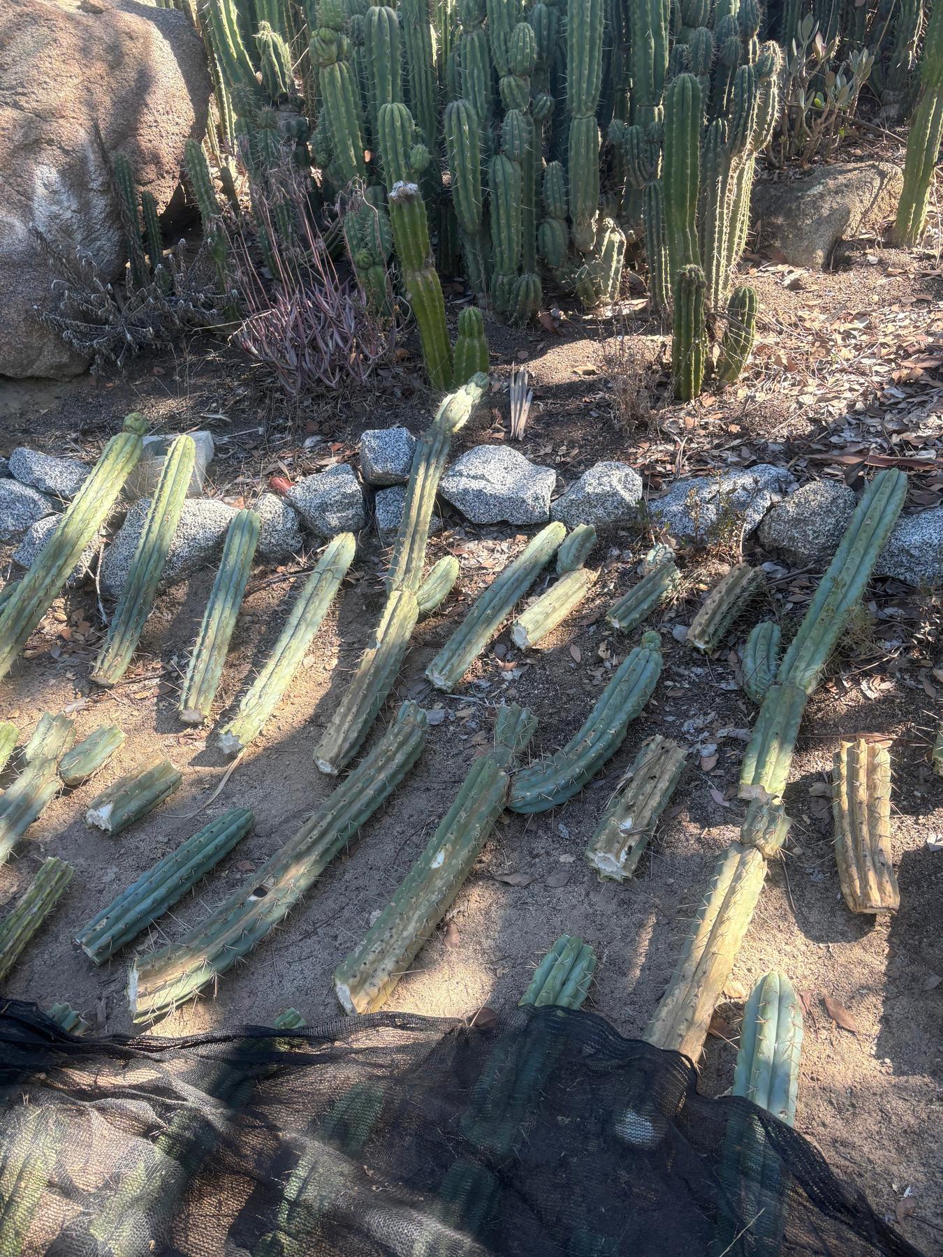 #EC189 EXACT Trichocereus "Mutt" Cactus Cuttings 36”+-Cactus - Large - Exact-The Succulent Source