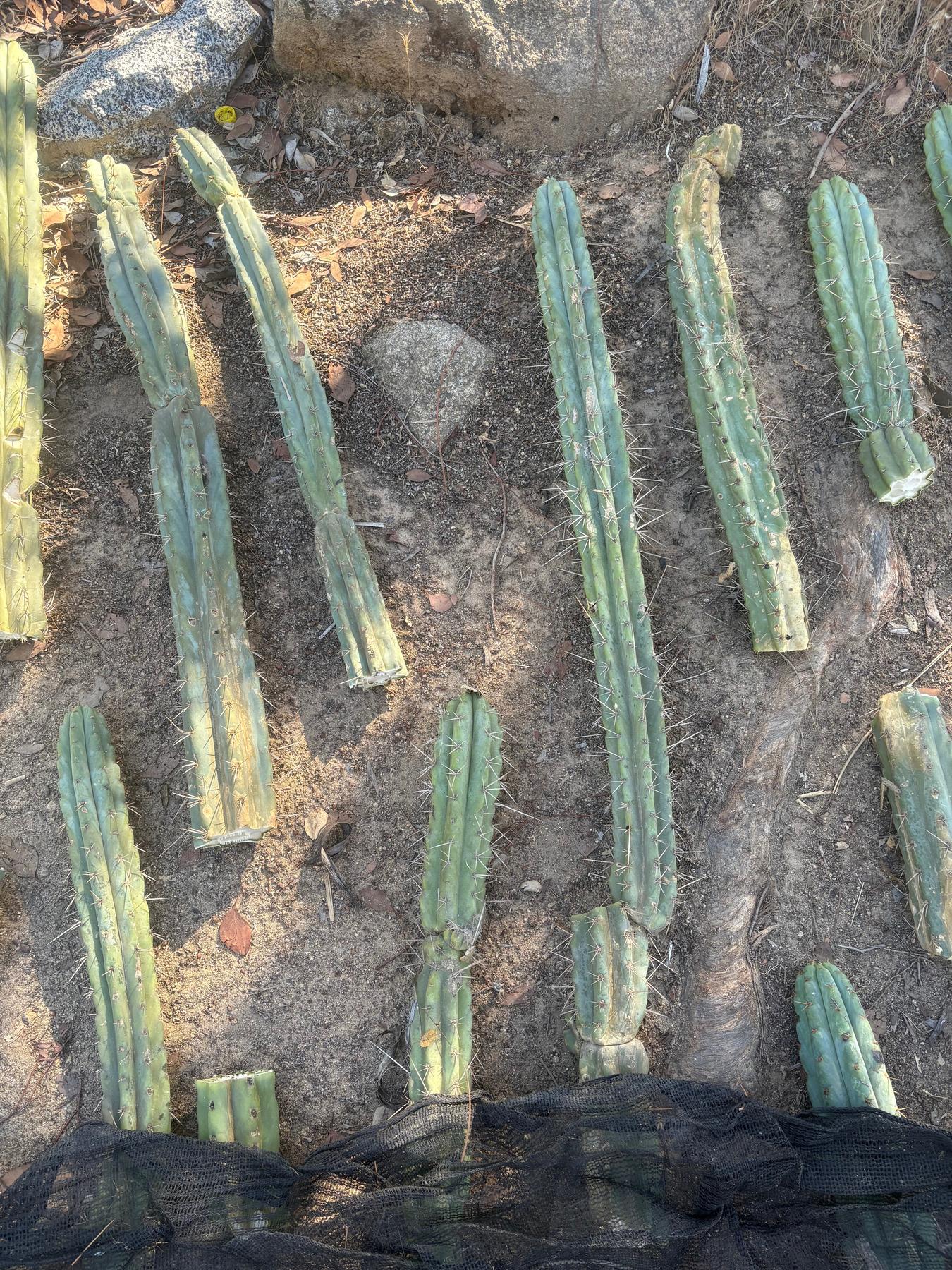 #EC189 EXACT Trichocereus "Mutt" Cactus Cuttings 36”+-Cactus - Large - Exact-The Succulent Source