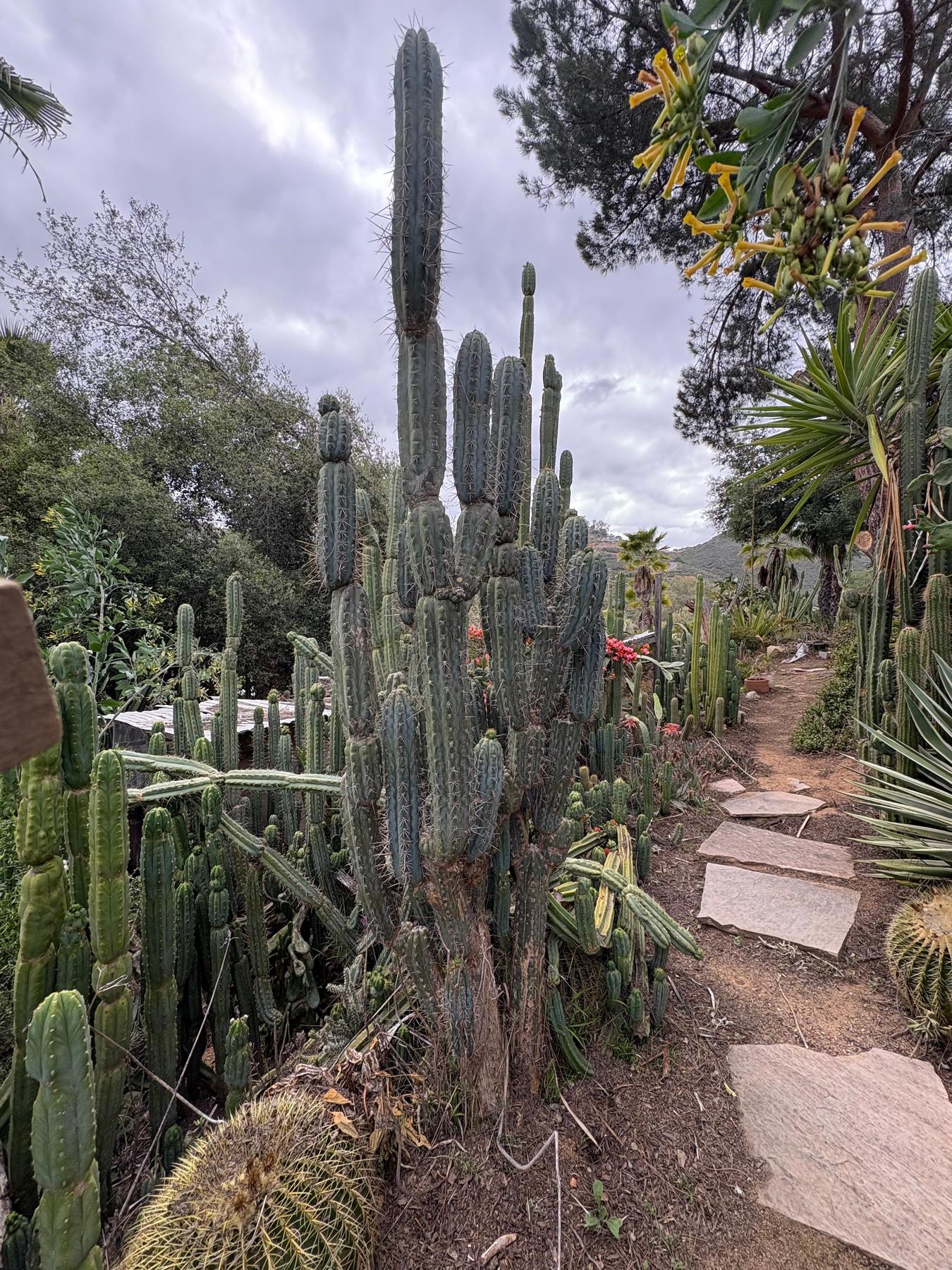 #EC189 EXACT Trichocereus "Mutt" Mid cutting 10-12”-Cactus - Large - Exact-The Succulent Source
