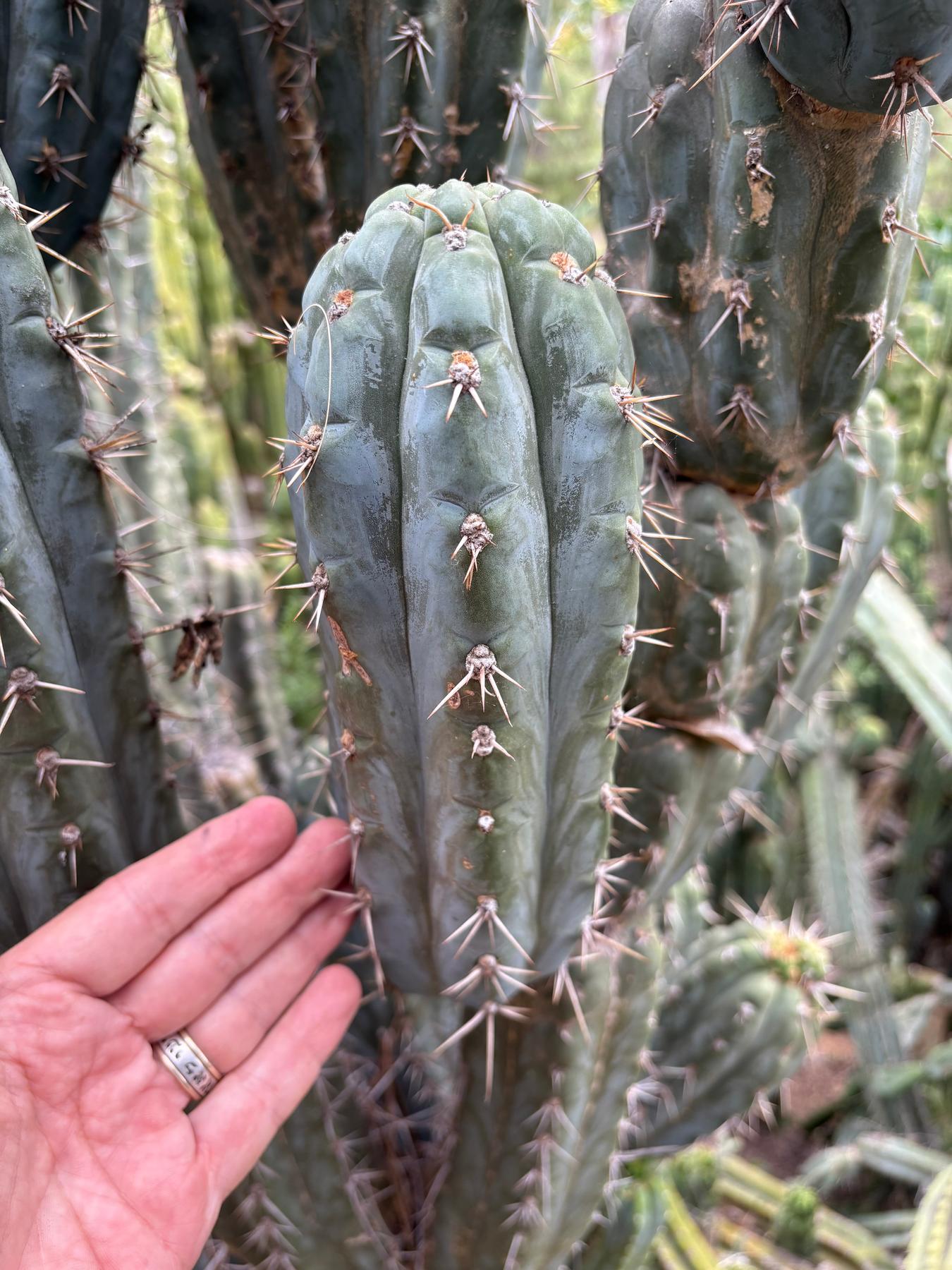 #EC189 EXACT Trichocereus "Mutt" Mid cutting 10-12”-Cactus - Large - Exact-The Succulent Source