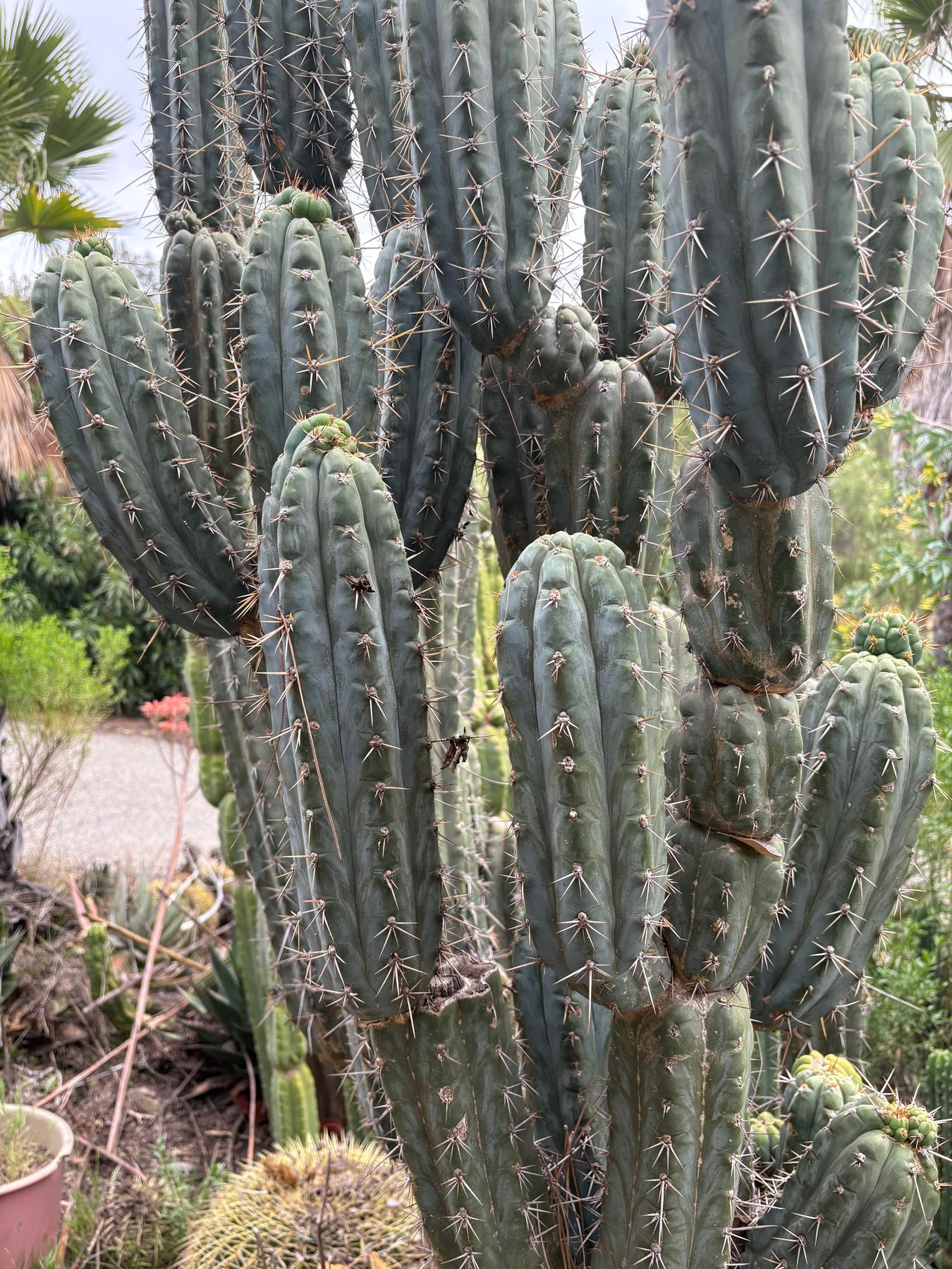 #EC189 EXACT Trichocereus "Mutt" Mid cutting 10-12”-Cactus - Large - Exact-The Succulent Source