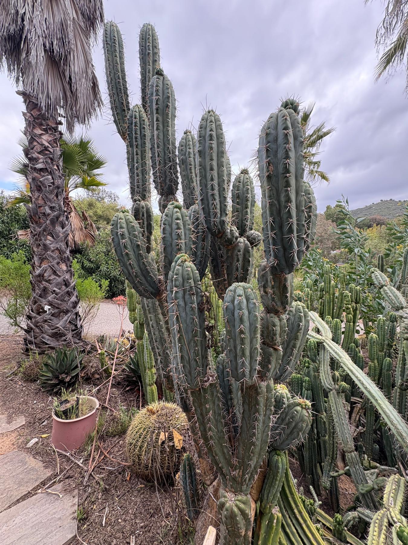 #EC189 EXACT Trichocereus "Mutt" Mid cutting 10-12”-Cactus - Large - Exact-The Succulent Source