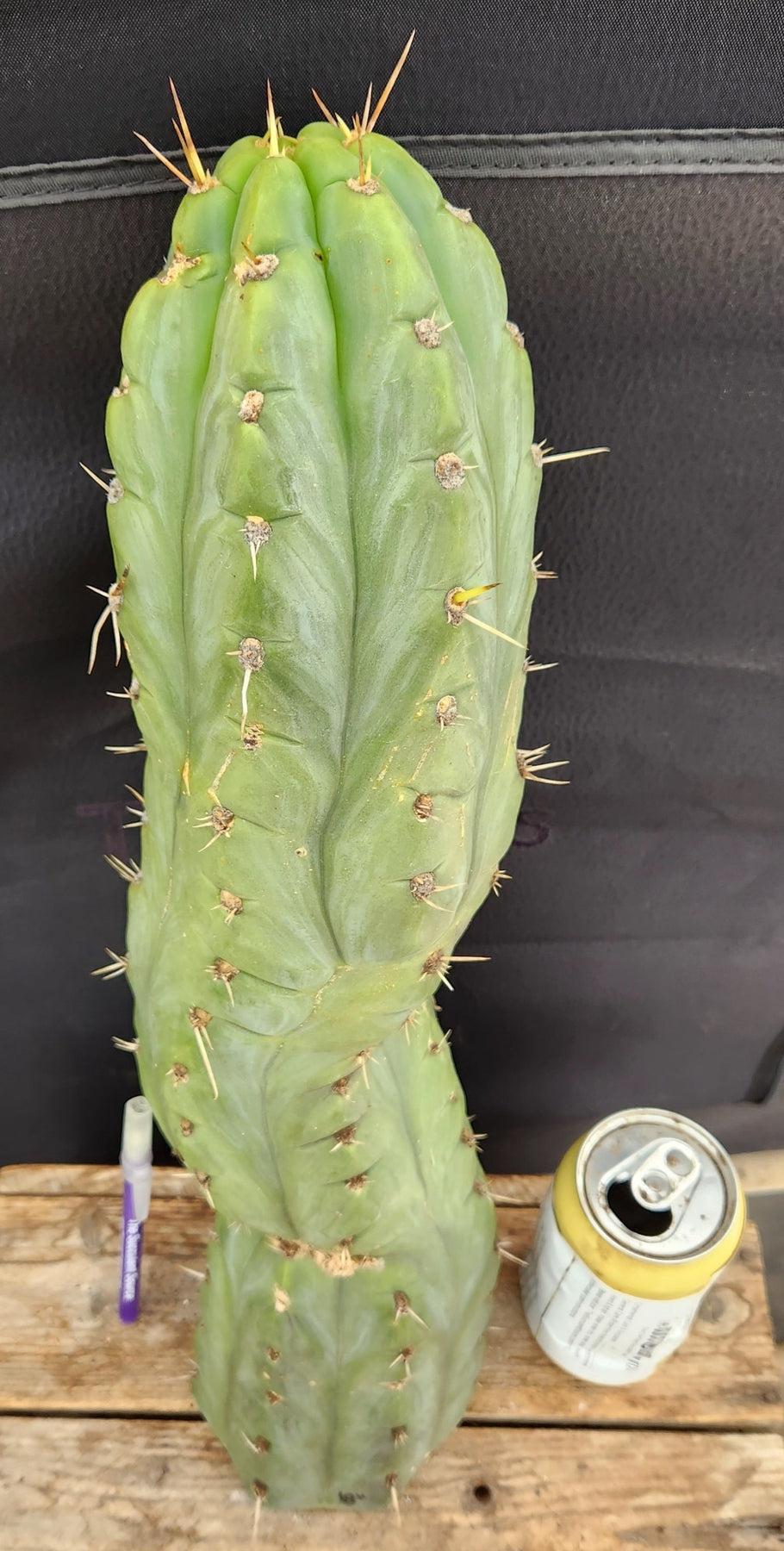 #EC189 EXACT Trichocereus "Mutt" Ornamental Cactus 18” cutting-Cactus - Large - Exact-The Succulent Source
