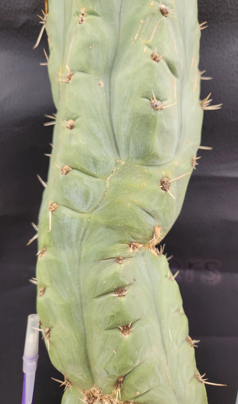 #EC189 EXACT Trichocereus "Mutt" Ornamental  Cactus 18” cutting