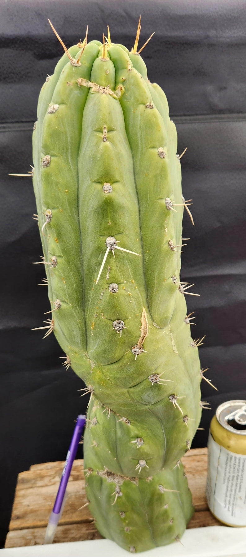 #EC189 EXACT Trichocereus "Mutt" Ornamental Cactus 18” cutting-Cactus - Large - Exact-The Succulent Source