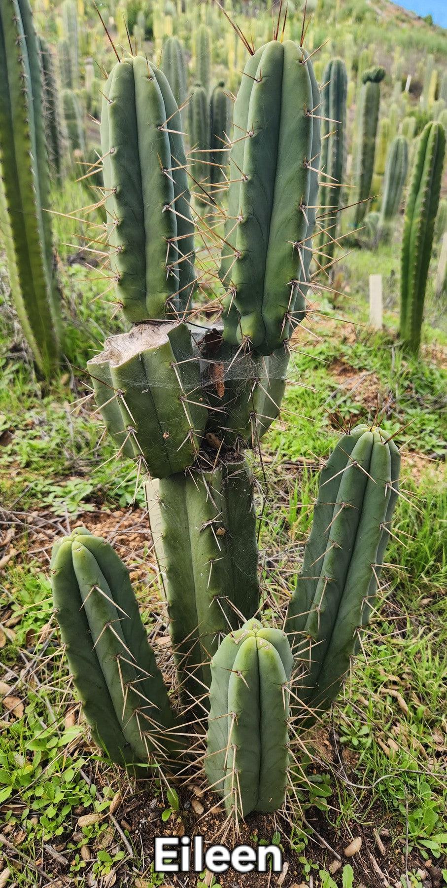 #EC19 EXACT Trichocereus Bridgesii "Eileen" Cactus Cutting 8-10"-Cactus - Large - Exact-The Succulent Source