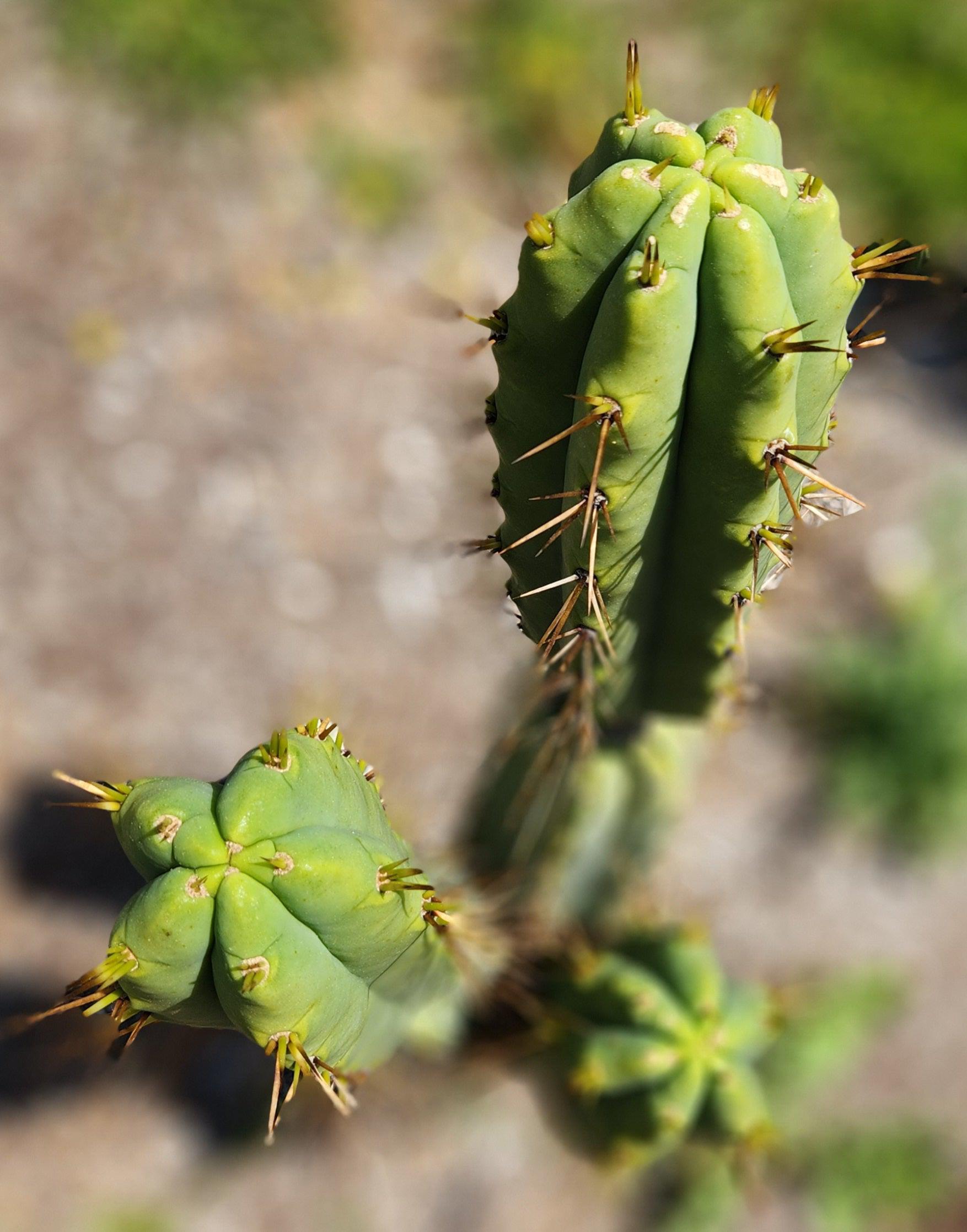 #EC19 EXACT Trichocereus Bridgesii "Eileen" Cactus Cutting 7-8"-Cactus - Large - Exact-The Succulent Source