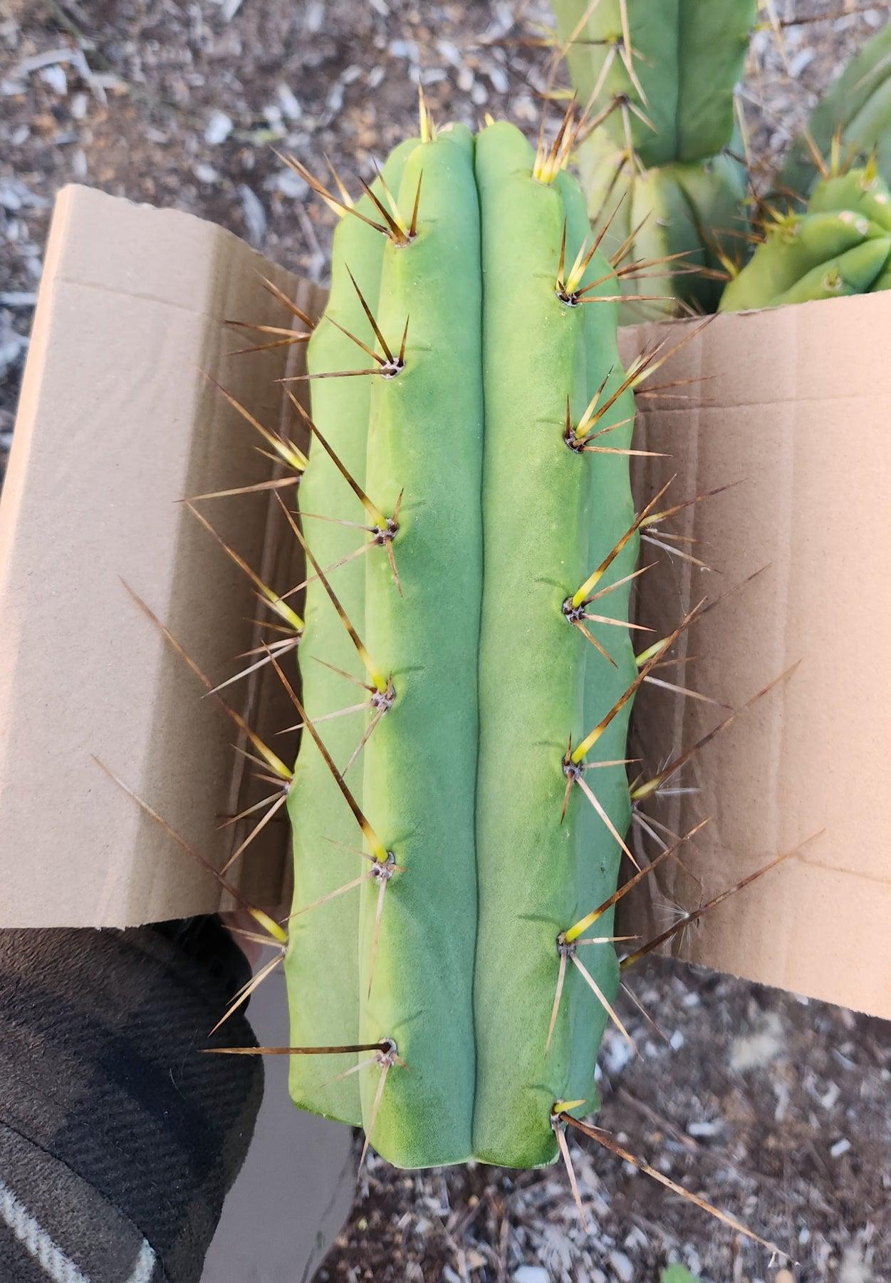 #EC19 EXACT Trichocereus Bridgesii "Eileen" Cactus Cutting 7-8"-Cactus - Large - Exact-The Succulent Source