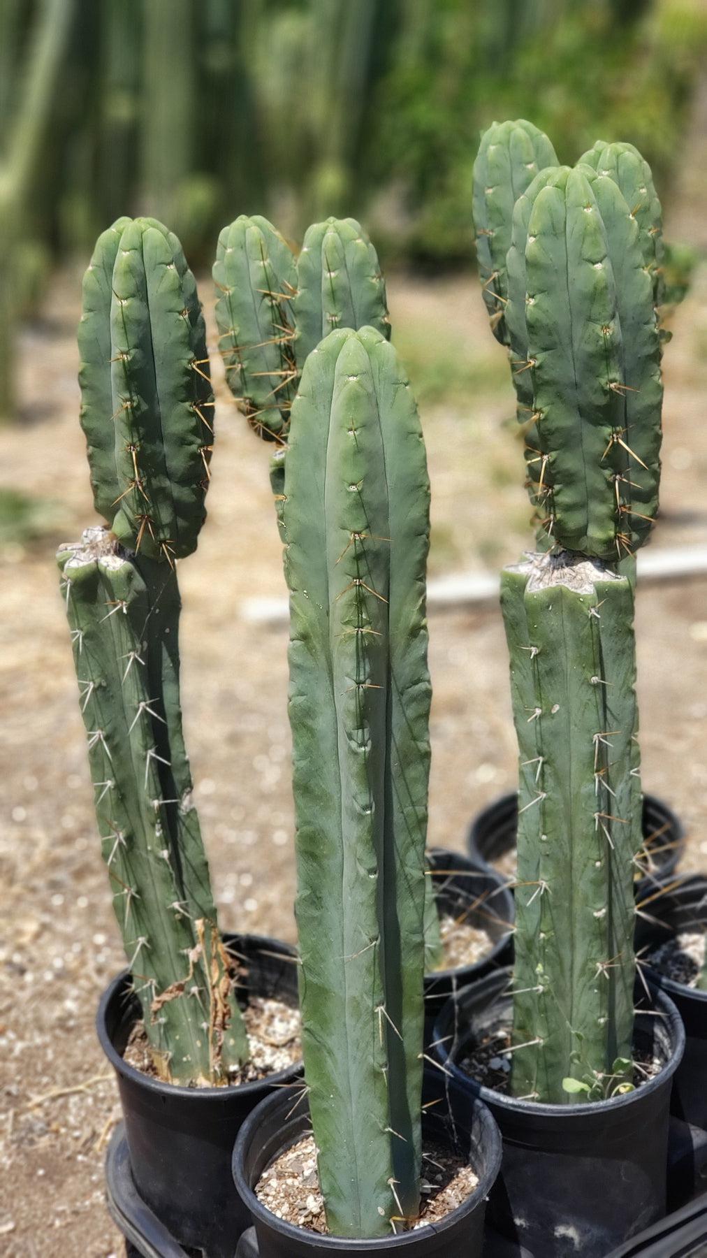 #EC19 EXACT Trichocereus Bridgesii "Eileen" Cactus Cutting 5-6"-Cactus - Large - Exact-The Succulent Source
