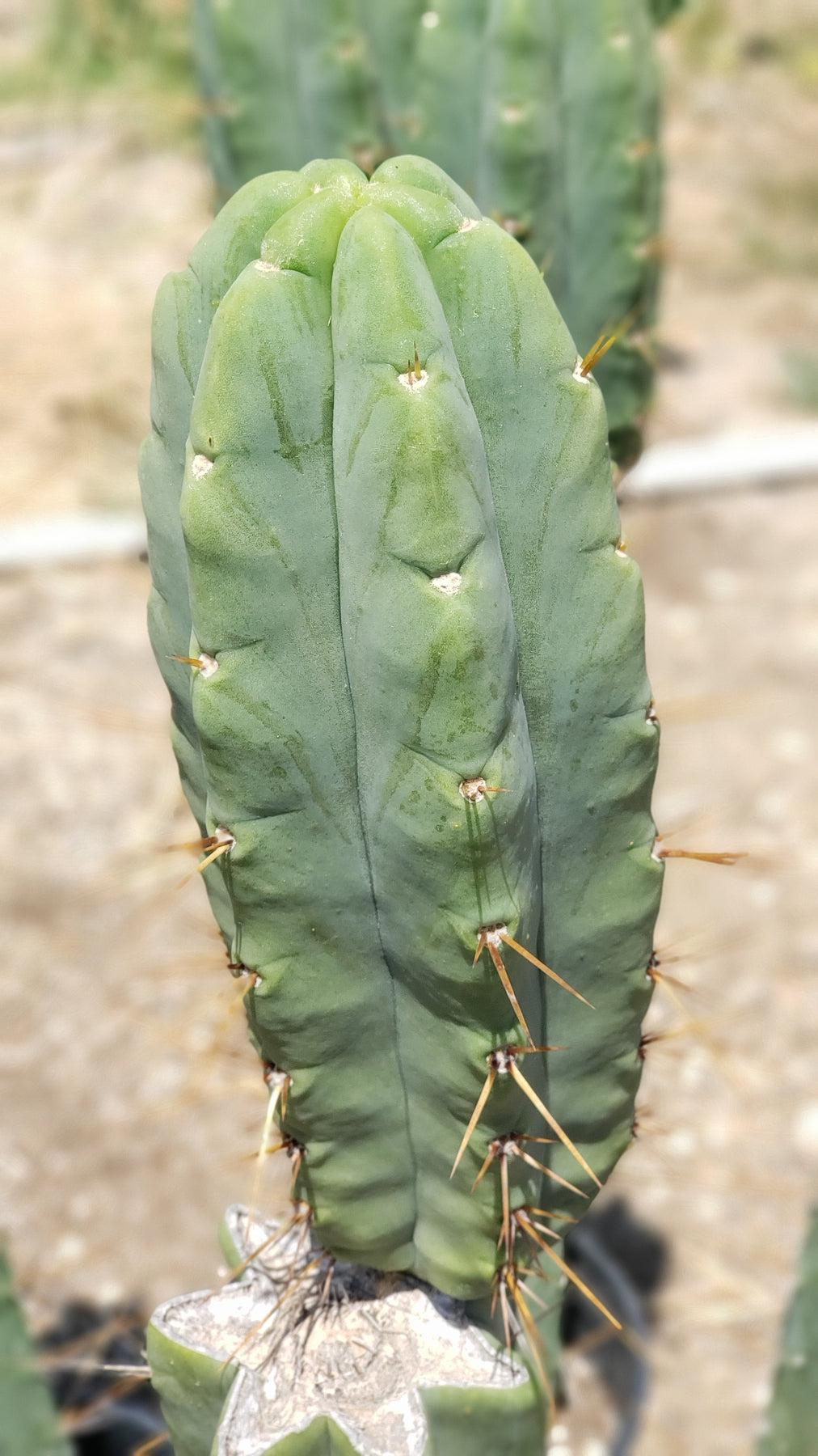 #EC19 EXACT Trichocereus Bridgesii "Eileen" Cactus Cutting 5-6"-Cactus - Large - Exact-The Succulent Source