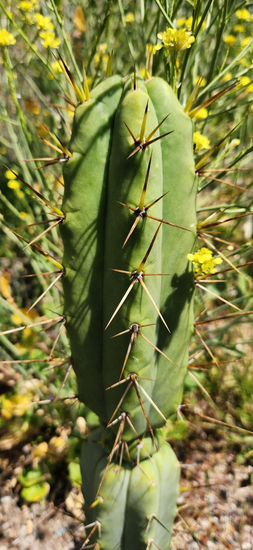 #EC19 EXACT Trichocereus Bridgesii "Eileen" Cactus Cutting 7-8"-Cactus - Large - Exact-The Succulent Source