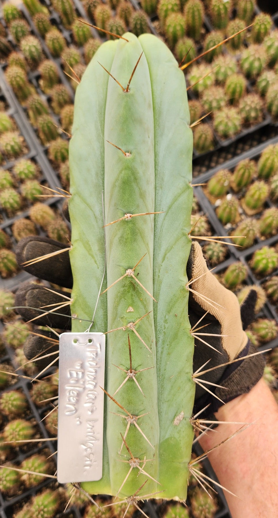 #EC19 EXACT Trichocereus Bridgesii "Eileen" Cactus Cutting 8-10"-Cactus - Large - Exact-The Succulent Source