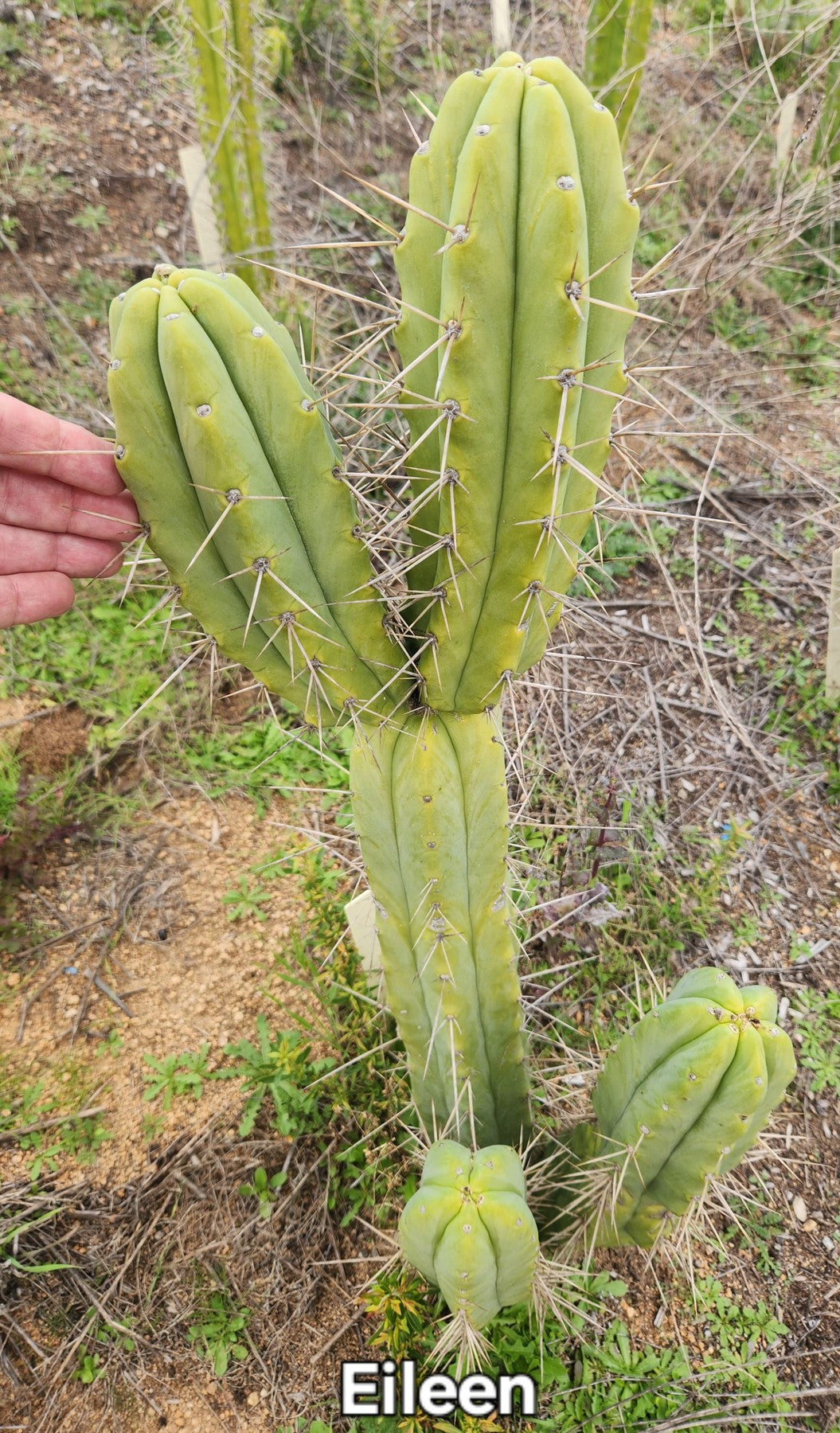 #EC19 EXACT Trichocereus Bridgesii "Eileen" Cactus Cutting 8-10"-Cactus - Large - Exact-The Succulent Source