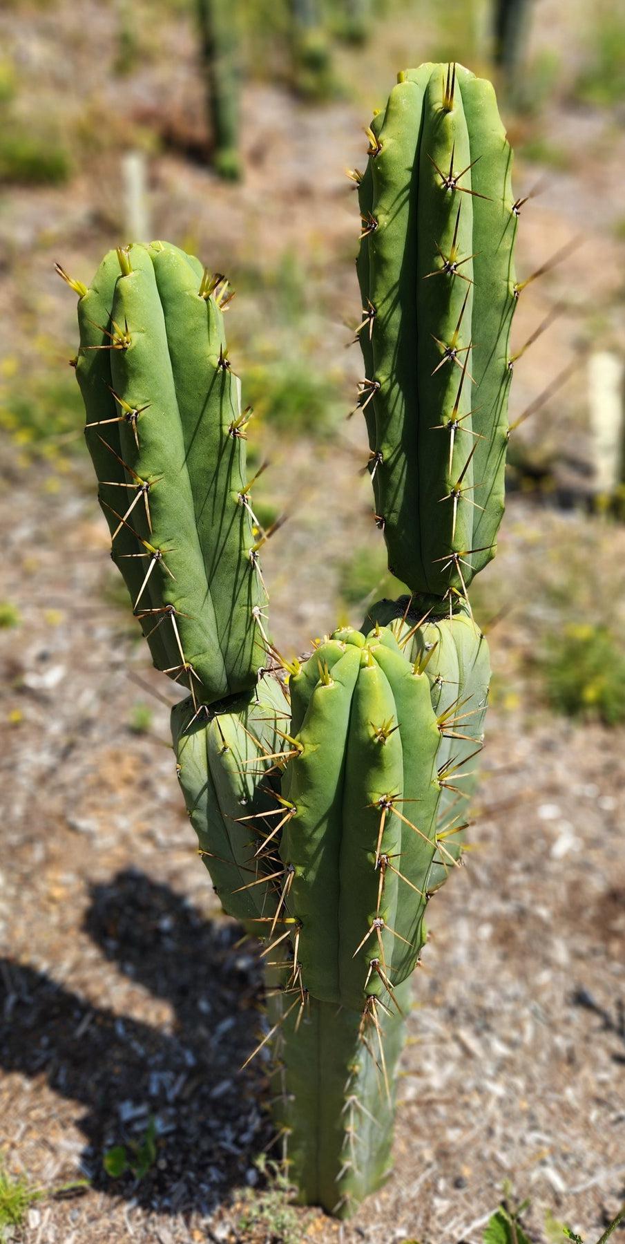 #EC19 EXACT Trichocereus Bridgesii "Eileen" Cactus Cutting 7-8"-Cactus - Large - Exact-The Succulent Source