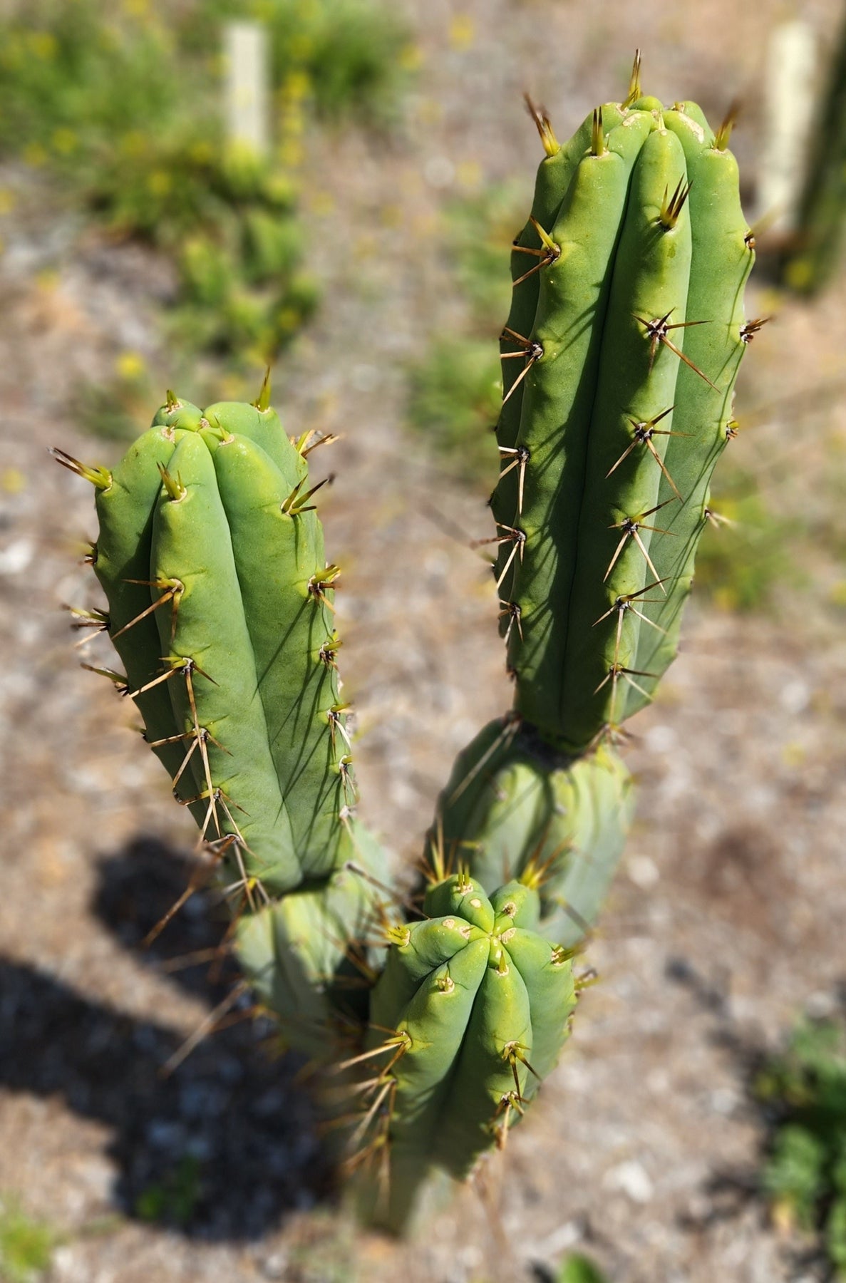 #EC19 EXACT Trichocereus Bridgesii "Eileen" Cactus Cutting 7-8"-Cactus - Large - Exact-The Succulent Source