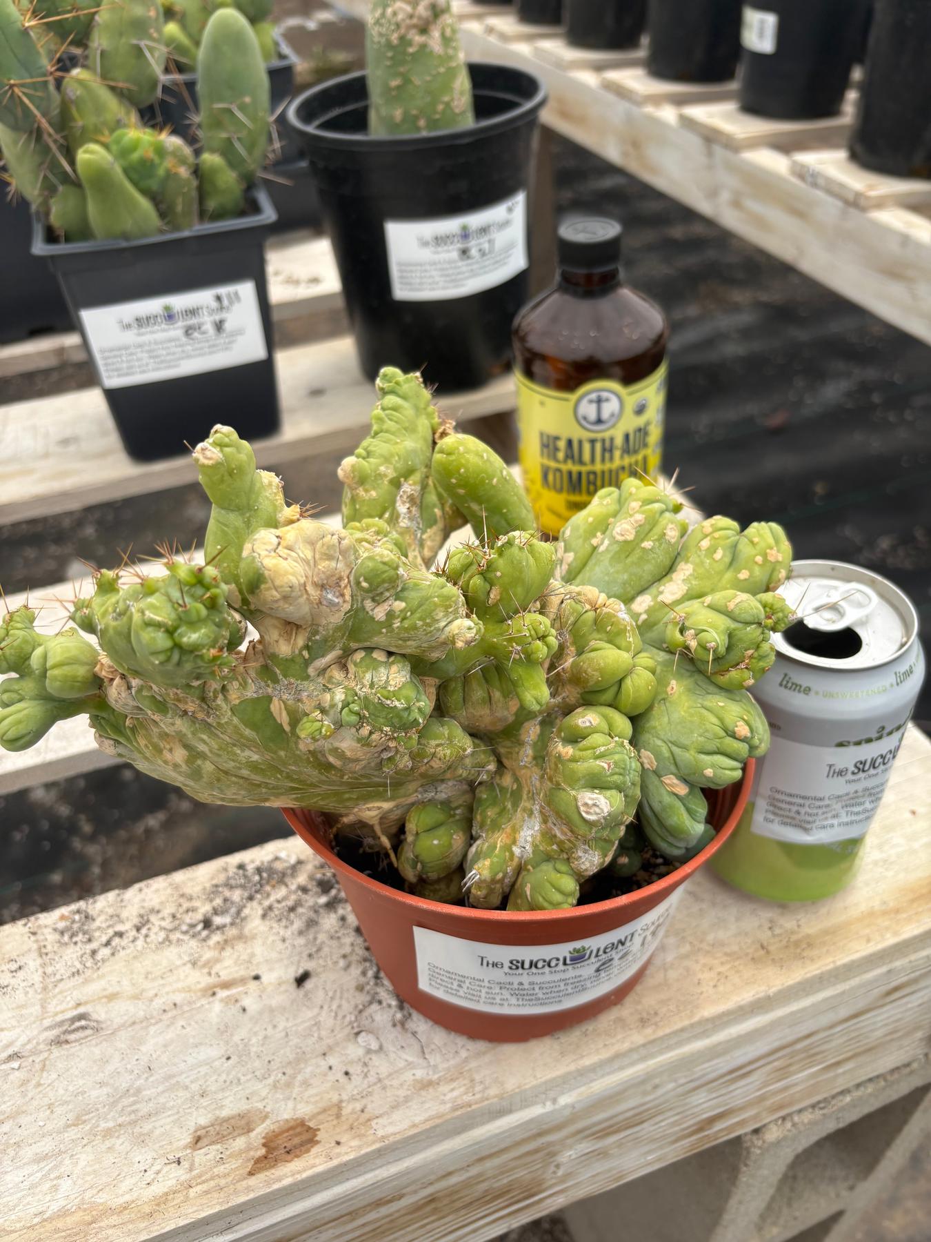 #EC190 EXACT Trichocereus Bridgesii Monstrose Crest TBMC Ornamental Cactus-Cactus - Large - Exact-The Succulent Source