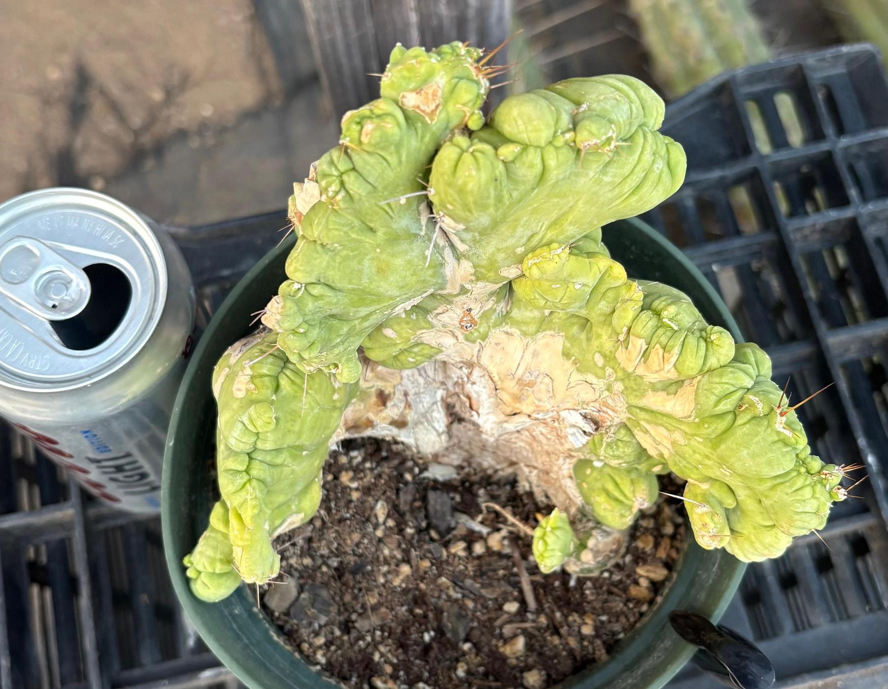 #EC190 EXACT Trichocereus Bridgesii Monstrose Crest TBMC Ornamental Cactus-Cactus - Large - Exact-The Succulent Source