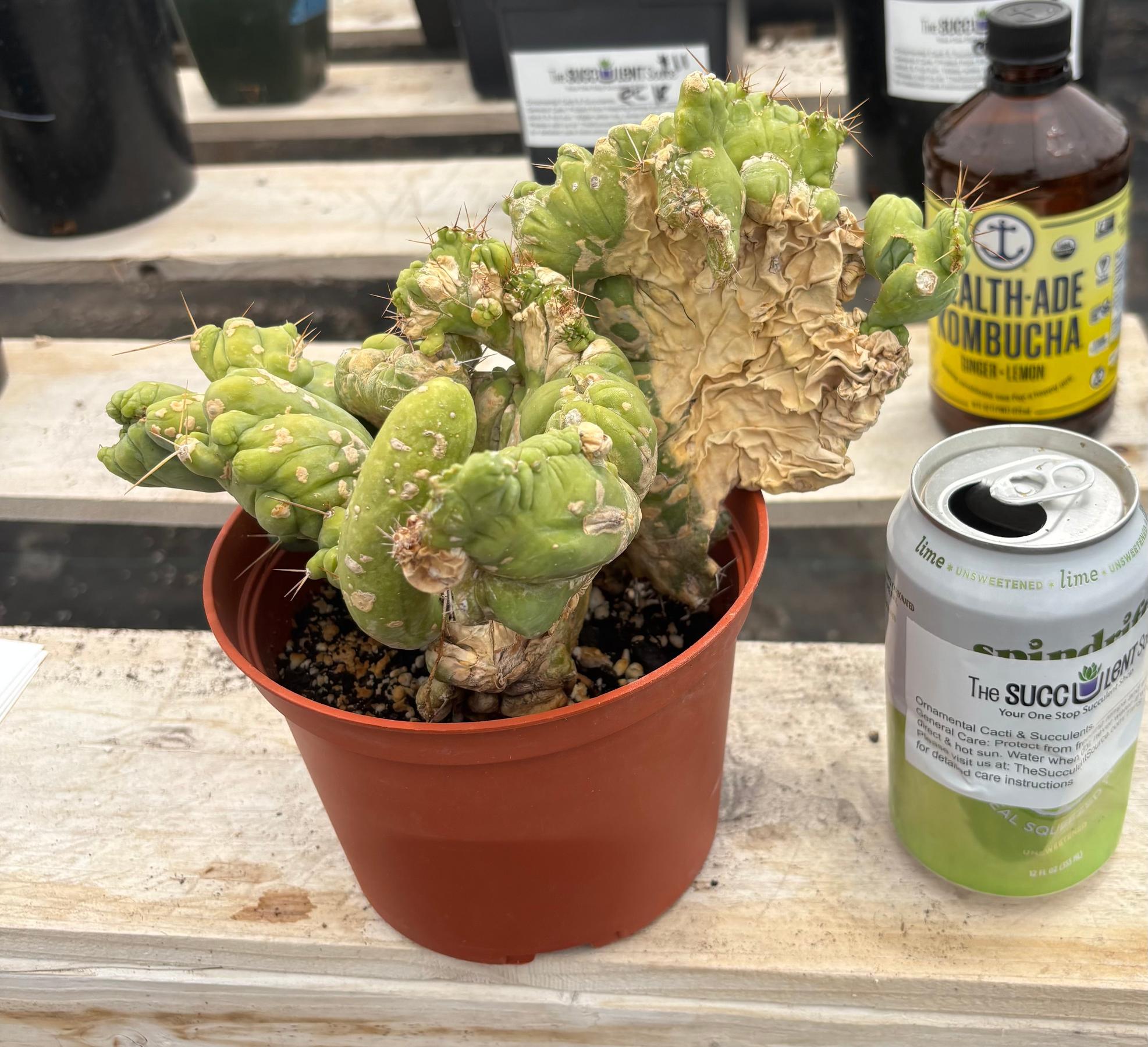 #EC190 EXACT Trichocereus Bridgesii Monstrose Crest TBMC Ornamental Cactus-Cactus - Large - Exact-The Succulent Source