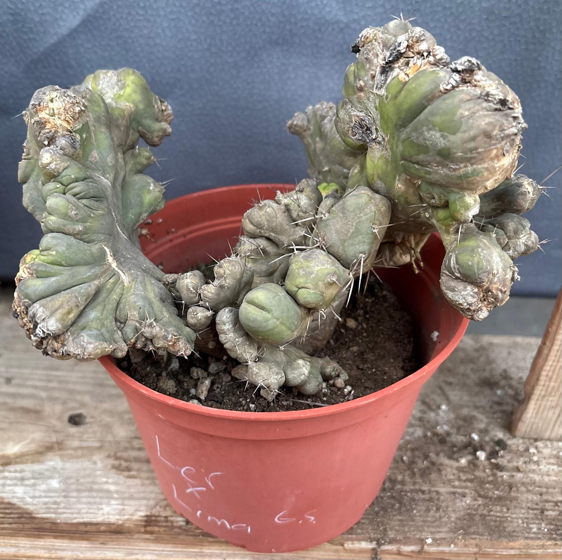 #EC190 EXACT Trichocereus Bridgesii Monstrose Crest TBMC Ornamental Cactus-Cactus - Large - Exact-The Succulent Source