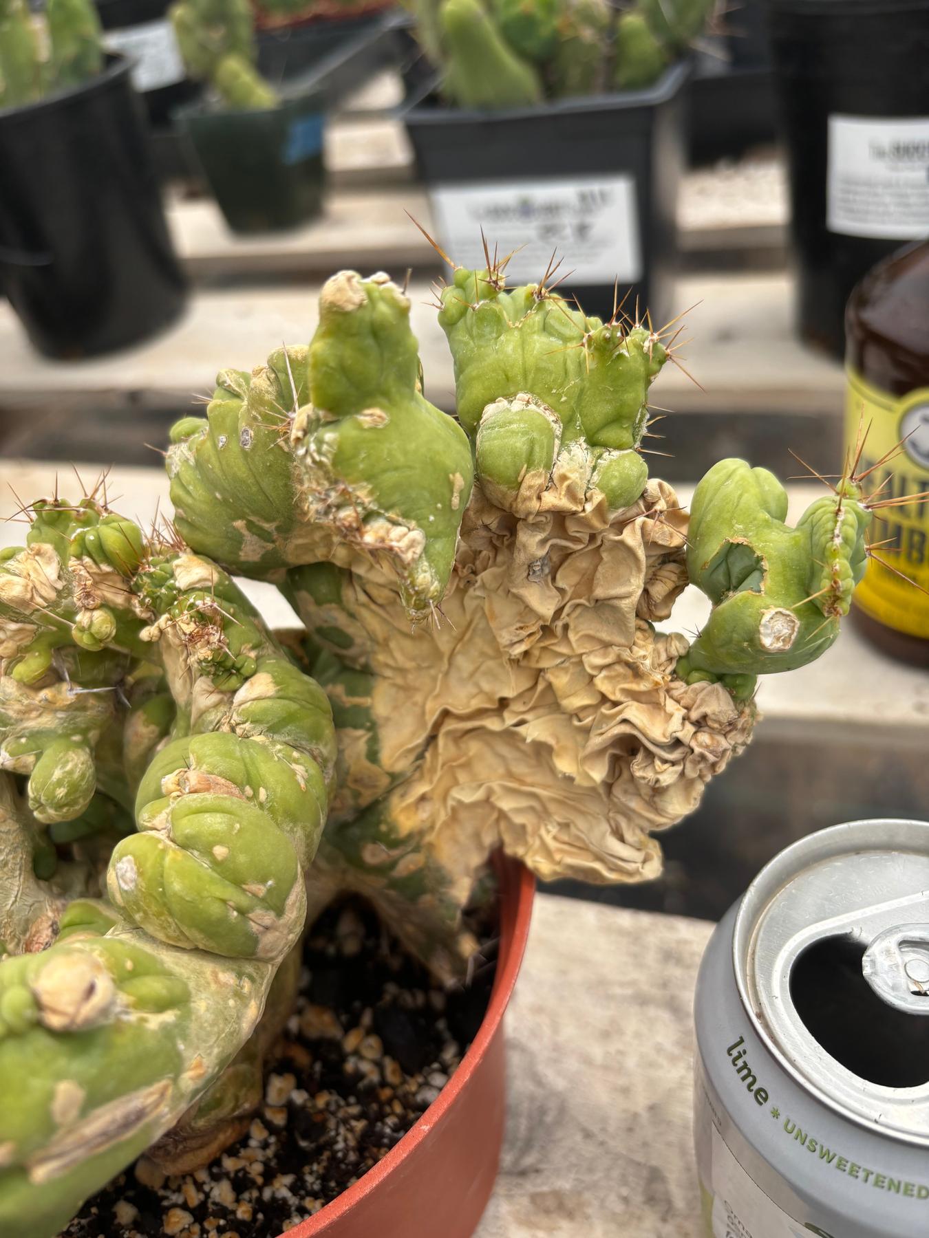 #EC190 EXACT Trichocereus Bridgesii Monstrose Crest TBMC Ornamental Cactus-Cactus - Large - Exact-The Succulent Source