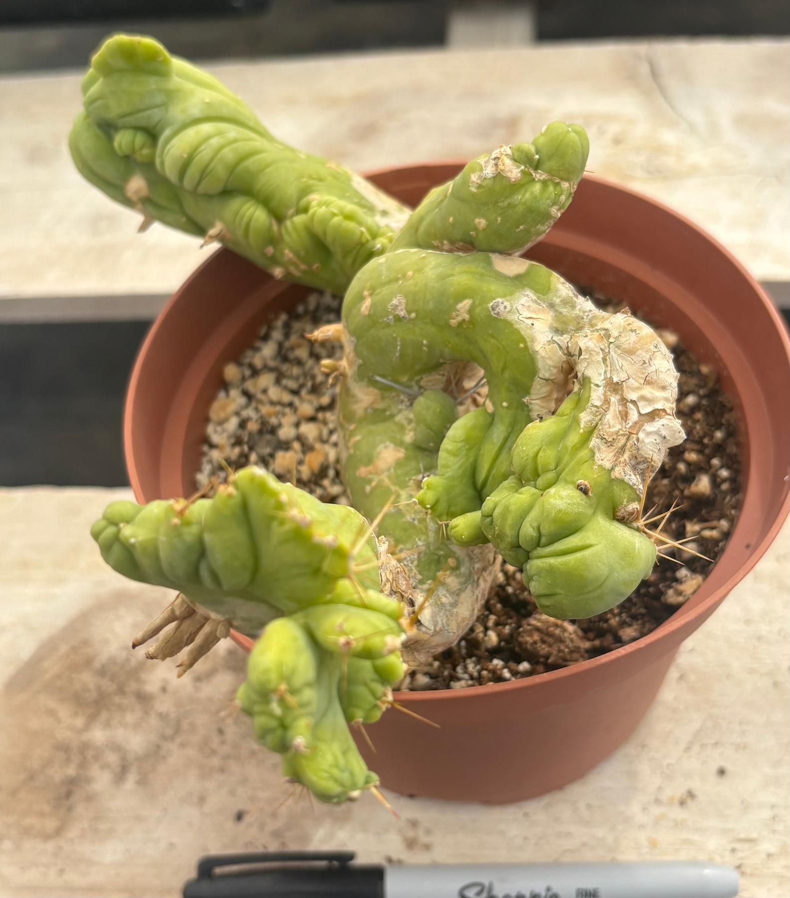 #EC190 EXACT Trichocereus Bridgesii Monstrose Crest TBMC Ornamental Cactus-Cactus - Large - Exact-The Succulent Source