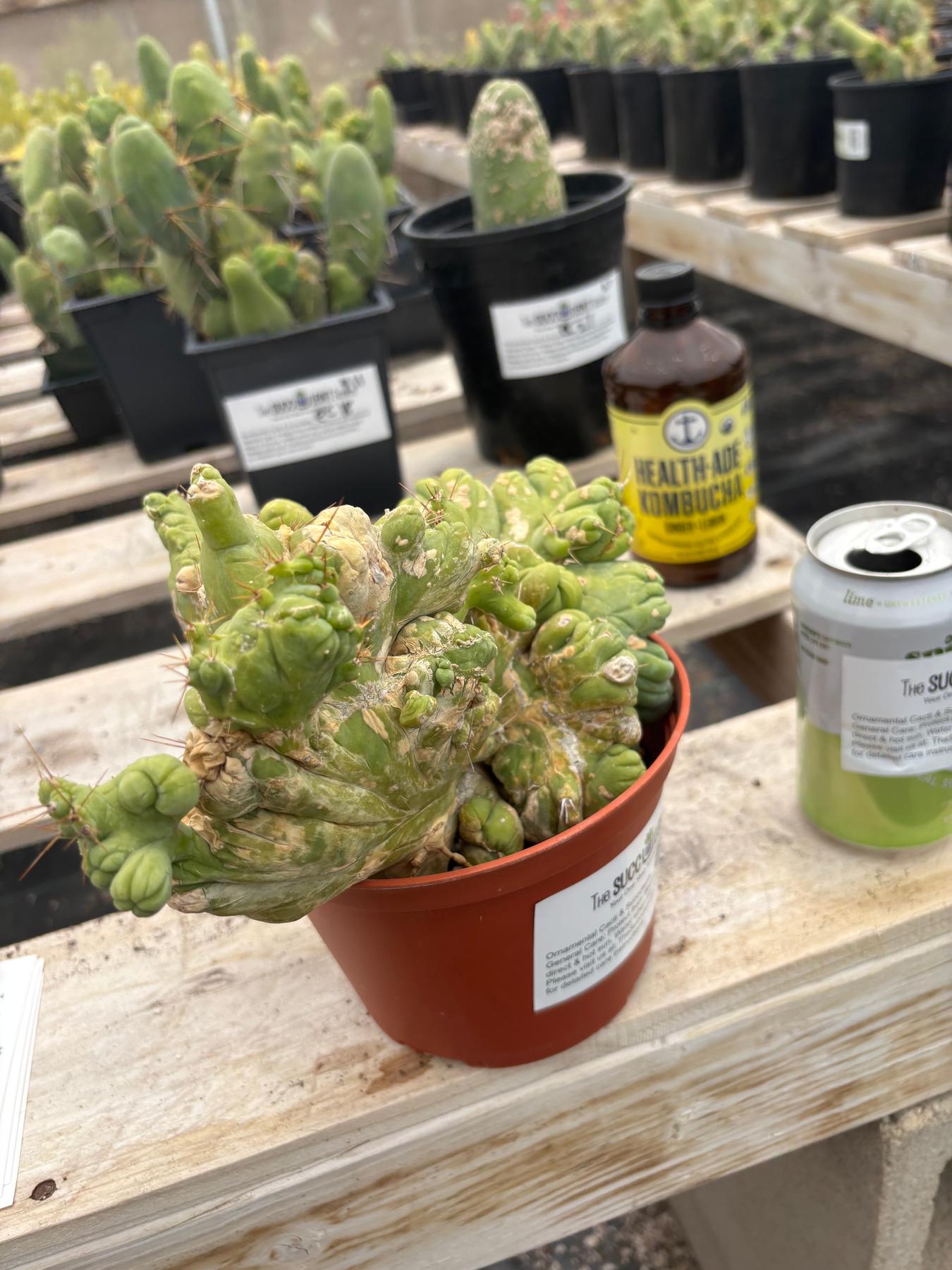 #EC190 EXACT Trichocereus Bridgesii Monstrose Crest TBMC Ornamental Cactus-Cactus - Large - Exact-The Succulent Source