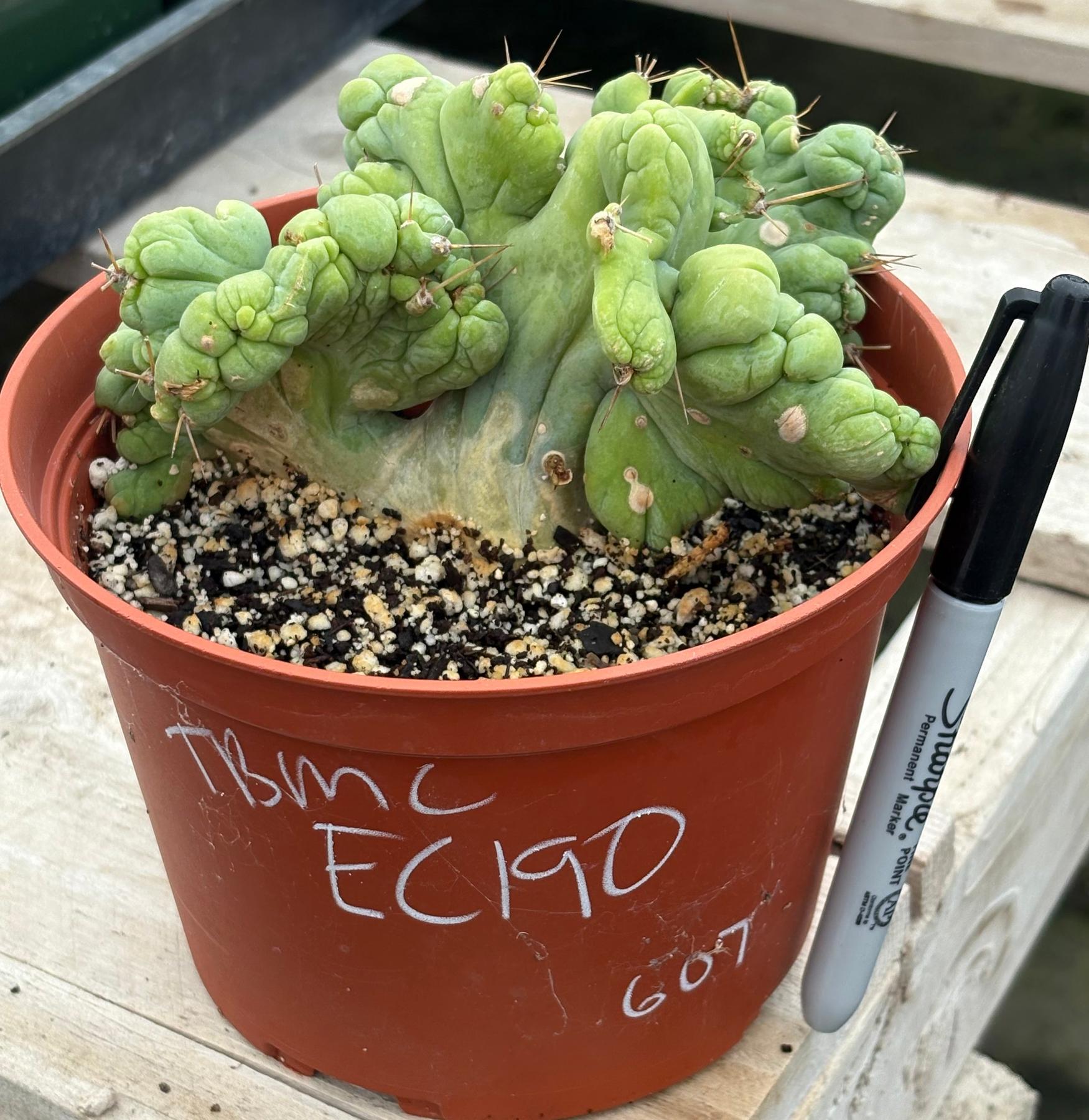 Trichocereus bridgesii forma monstrose TBM inermis aka Ornamental Penis Cactus Plant-Cactus - Medium-The Succulent Source