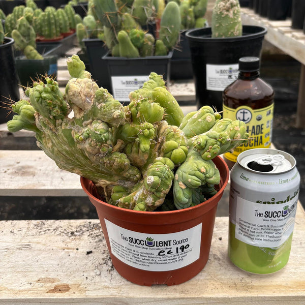 Cactus✩ San Pedro Cactus for Sale Trichocereus - #EC190 EXACT Trichocereus