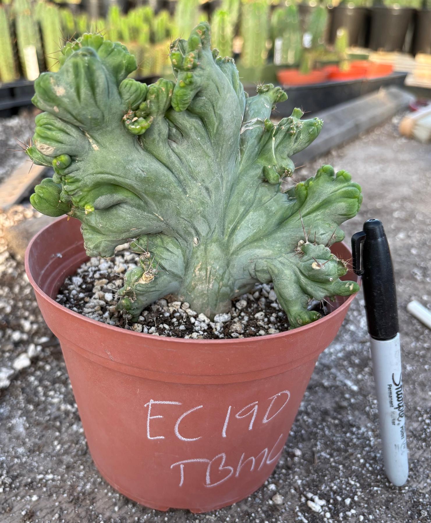 #EC190 EXACT Trichocereus Bridgesii Monstrose Crest TBMC Ornamental Cactus-Cactus - Large - Exact-The Succulent Source