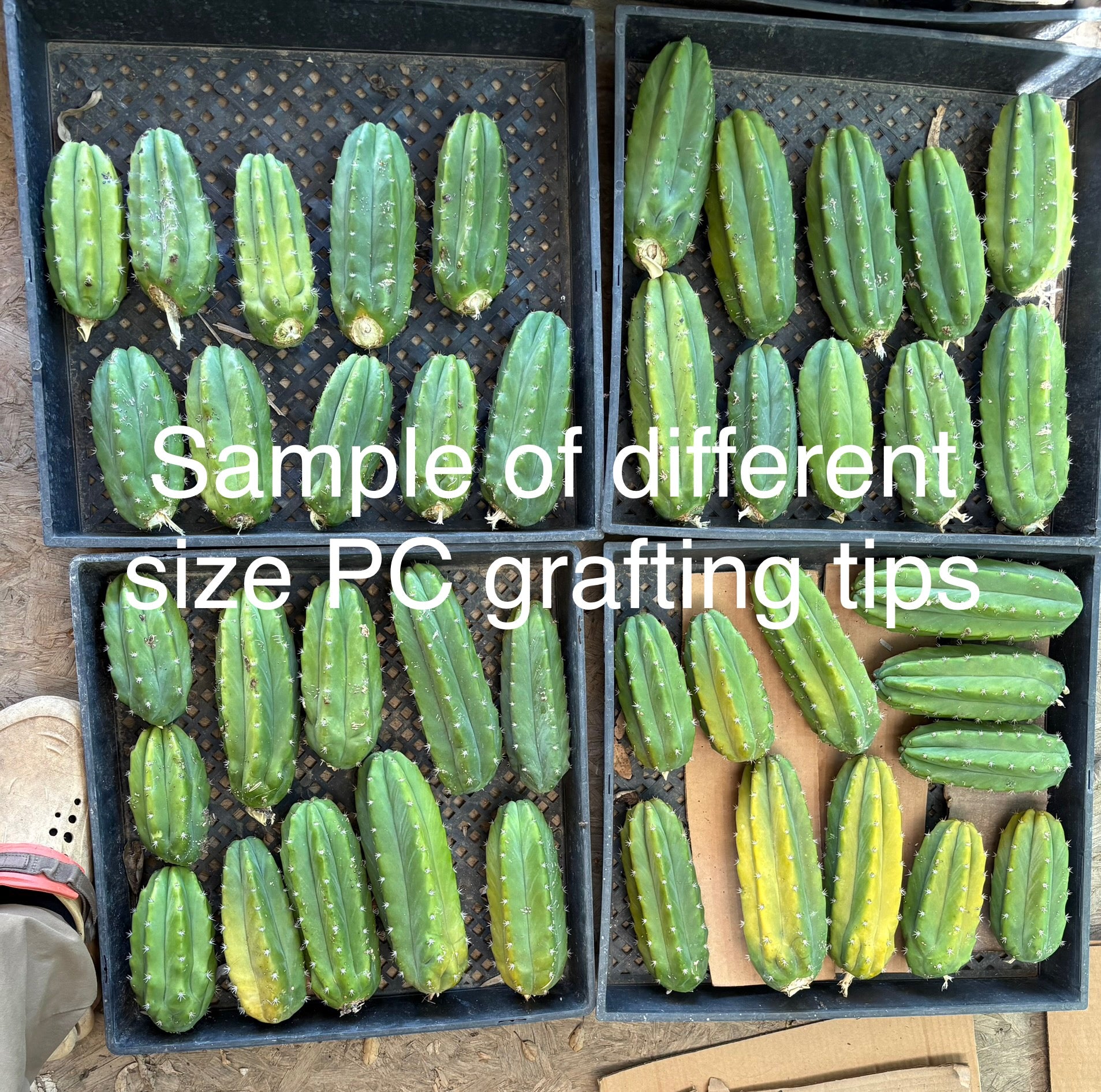 #EC192 EXACT Trichocereus Pachanoi "PC" Grafting Dream 30lbs of tips!-Cactus - Large - Exact-The Succulent Source