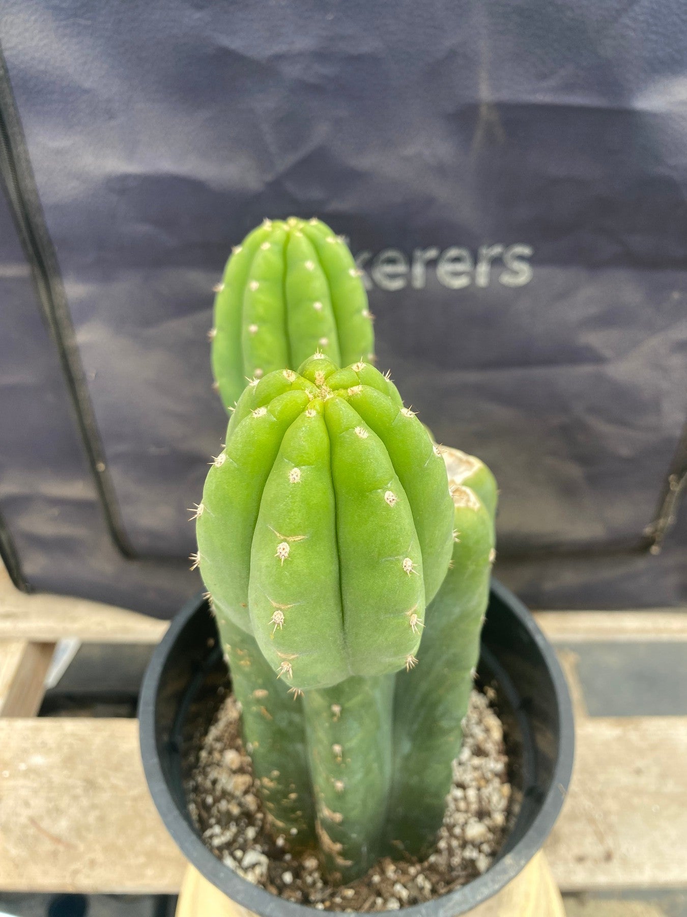 #EC193 EXACT Trichocereus Pachanoi Cactus-Cactus - Large - Exact-The Succulent Source