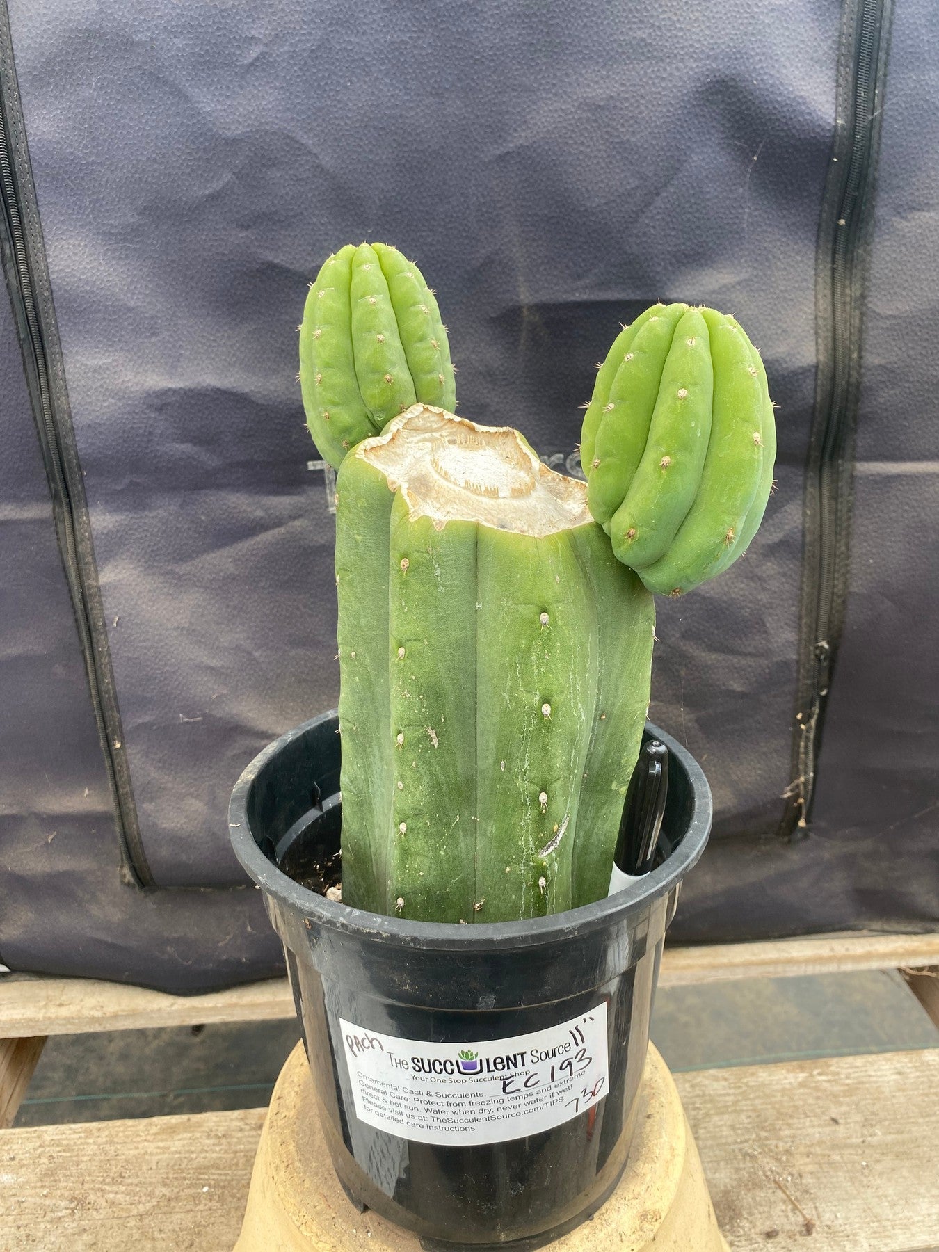 #EC193 EXACT Trichocereus Pachanoi Cactus-Cactus - Large - Exact-The Succulent Source