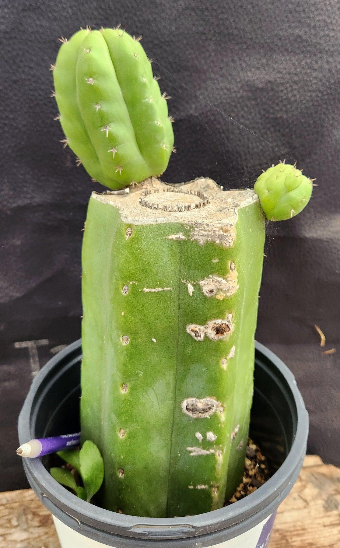 #EC193 EXACT Trichocereus Pachanoi ECK Ornamental Cactus-Cactus - Large - Exact-The Succulent Source