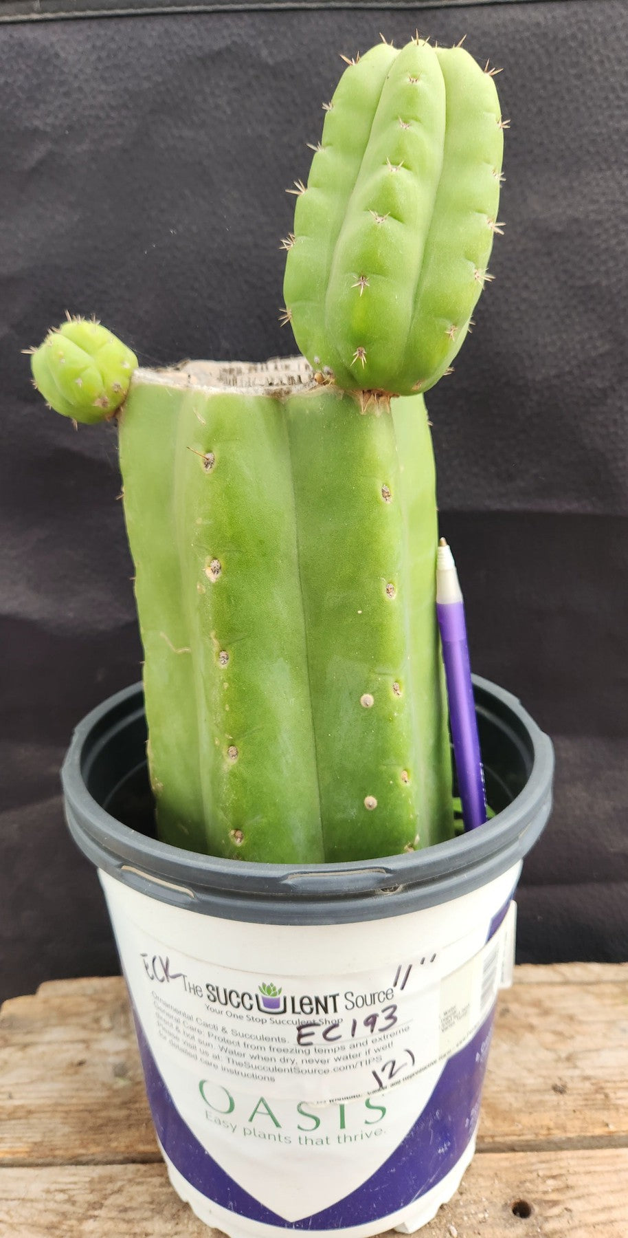 #EC193 EXACT Trichocereus Pachanoi ECK Ornamental Cactus-Cactus - Large - Exact-The Succulent Source