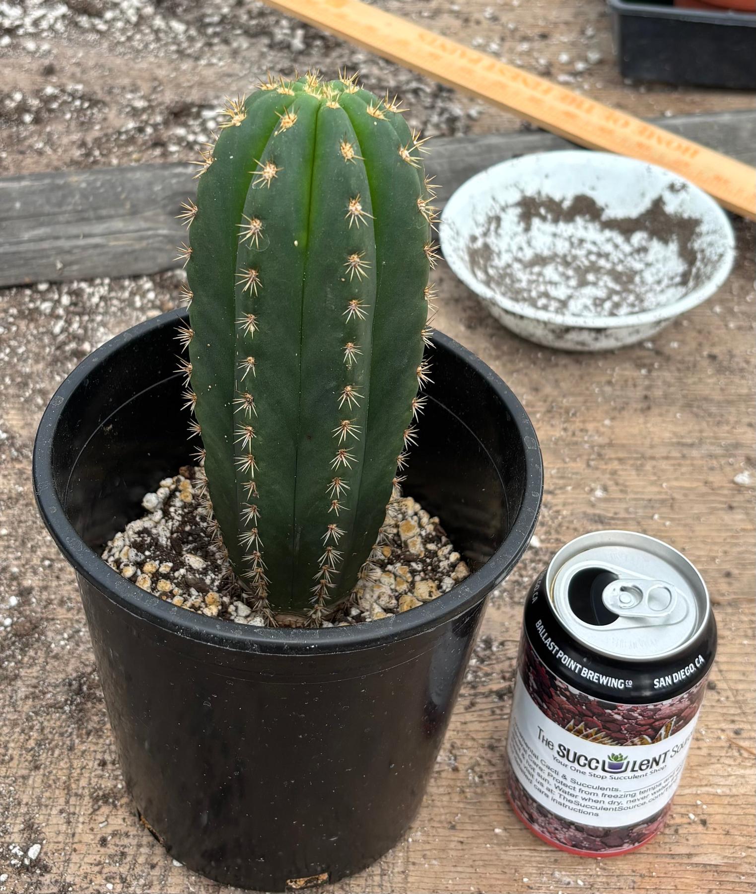 #EC193 EXACT Trichocereus Scopulicola Kirsty X Dawsons Pascana Cactus 8”-Cactus - Large - Exact-The Succulent Source