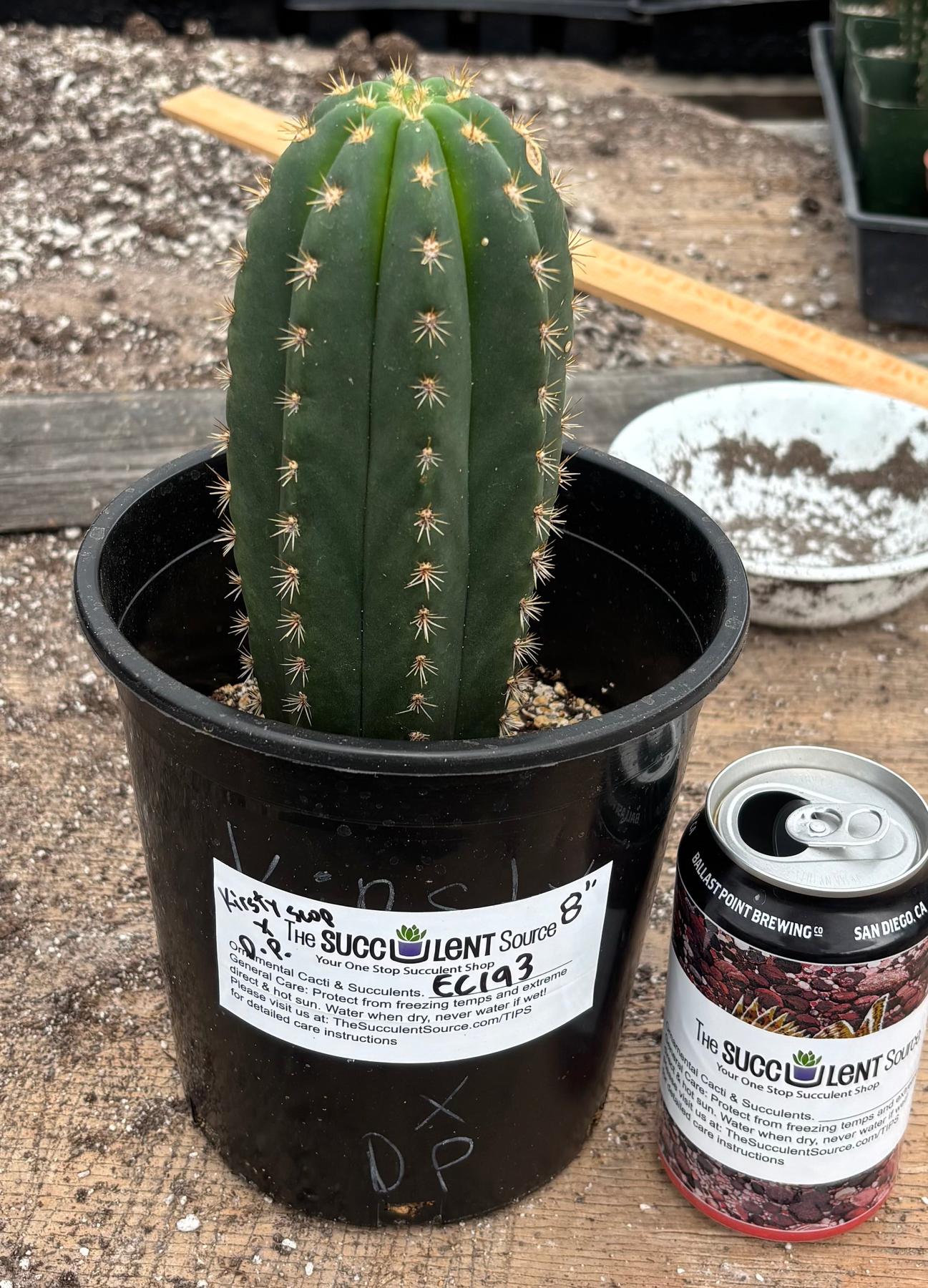 #EC193 EXACT Trichocereus Scopulicola Kirsty X Dawsons Pascana Cactus 8”-Cactus - Large - Exact-The Succulent Source