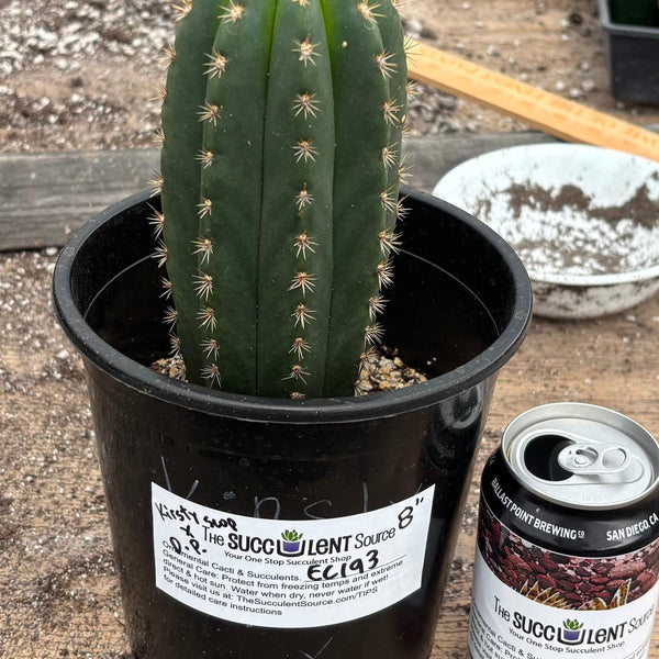 San Pedro Cactus for Sale Trichocereus - #EC193 EXACT Trichocereus