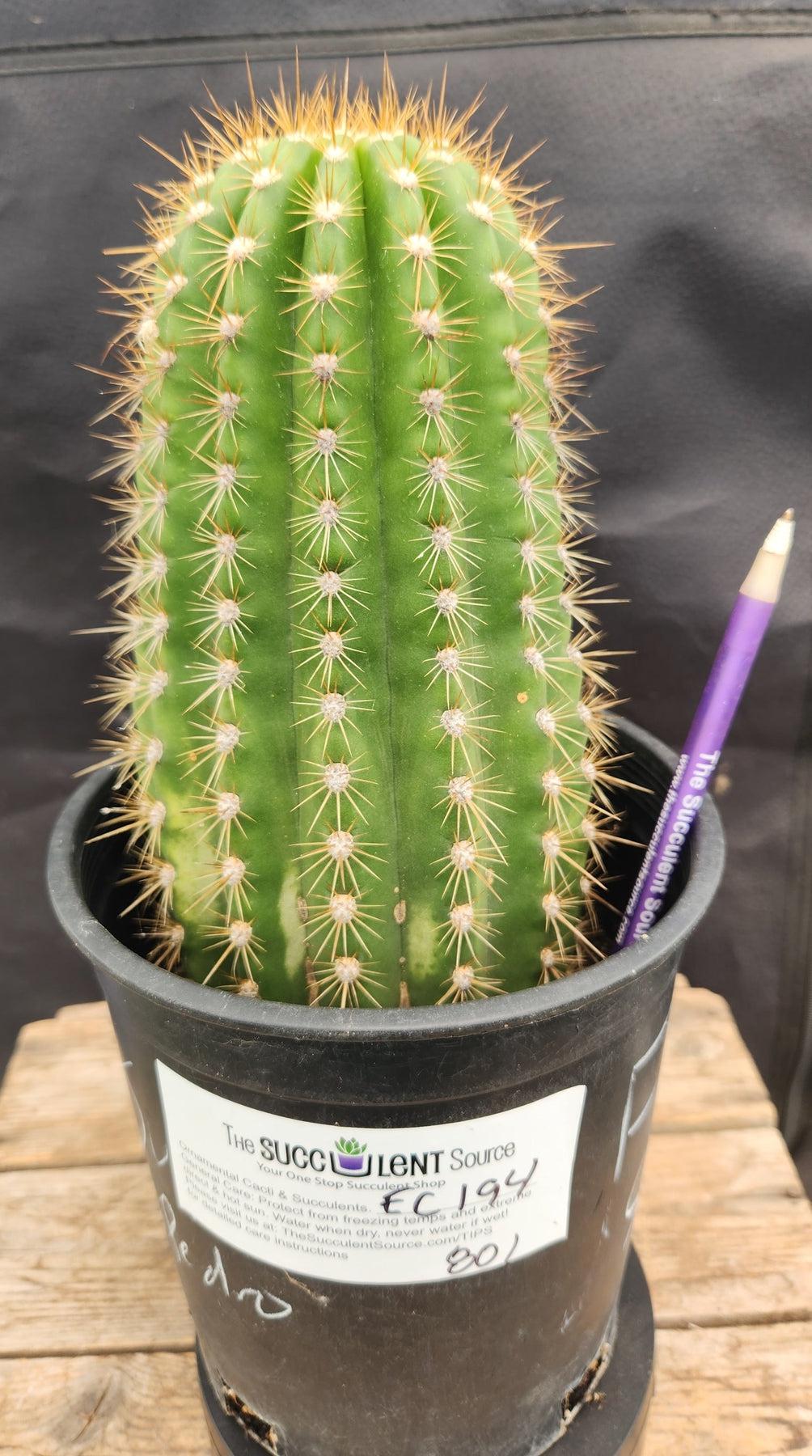 #EC194 EXACT Trichocereus Grandiflorus "Flying Saucer" Ornamental Cactus-Cactus - Large - Exact-The Succulent Source