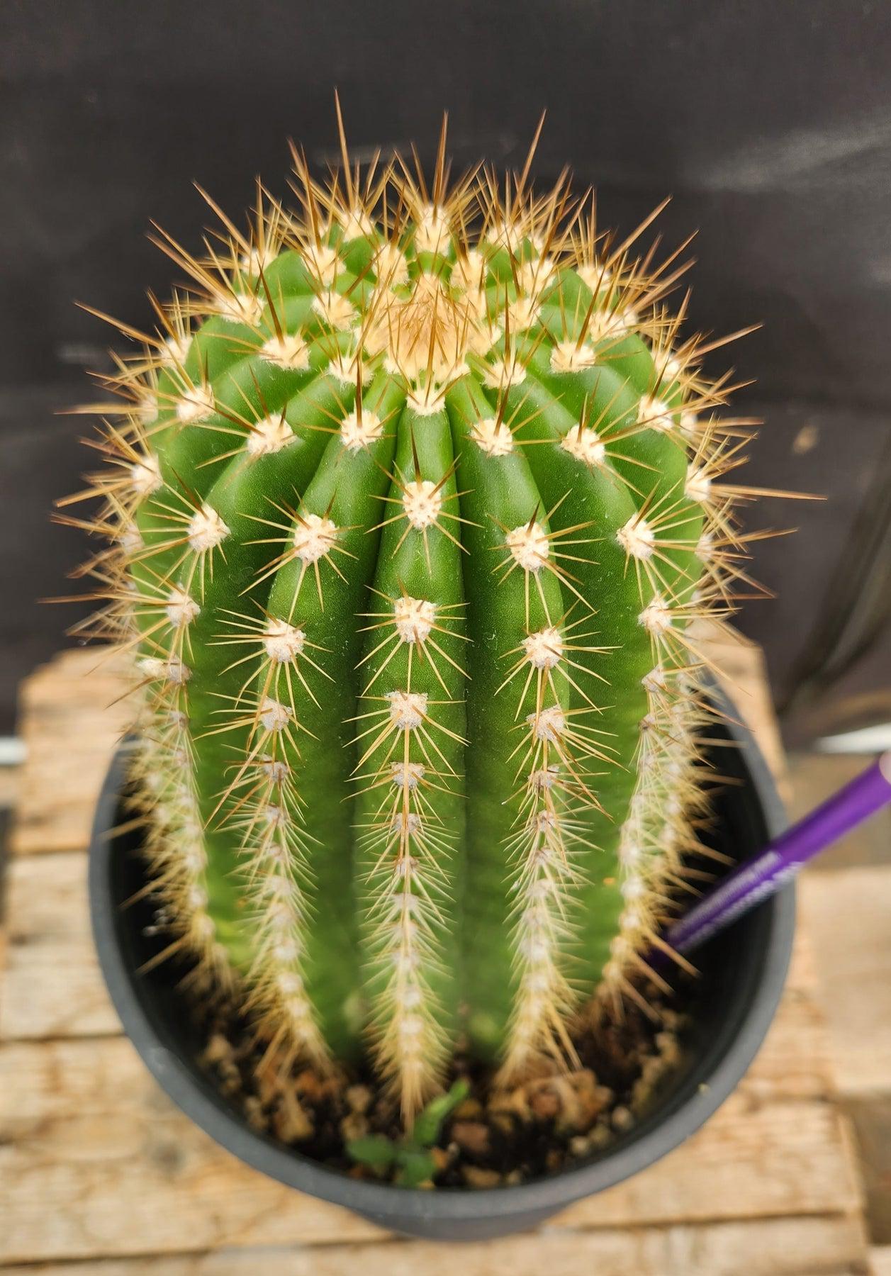 #EC194 EXACT Trichocereus Grandiflorus "Flying Saucer" Ornamental Cactus-Cactus - Large - Exact-The Succulent Source